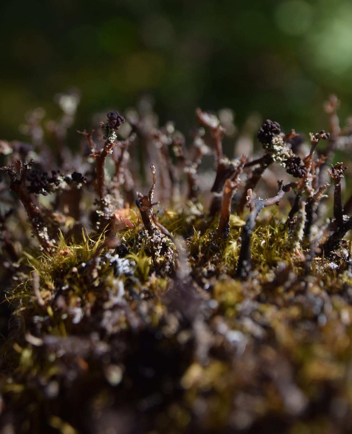 Cladonia squamosa