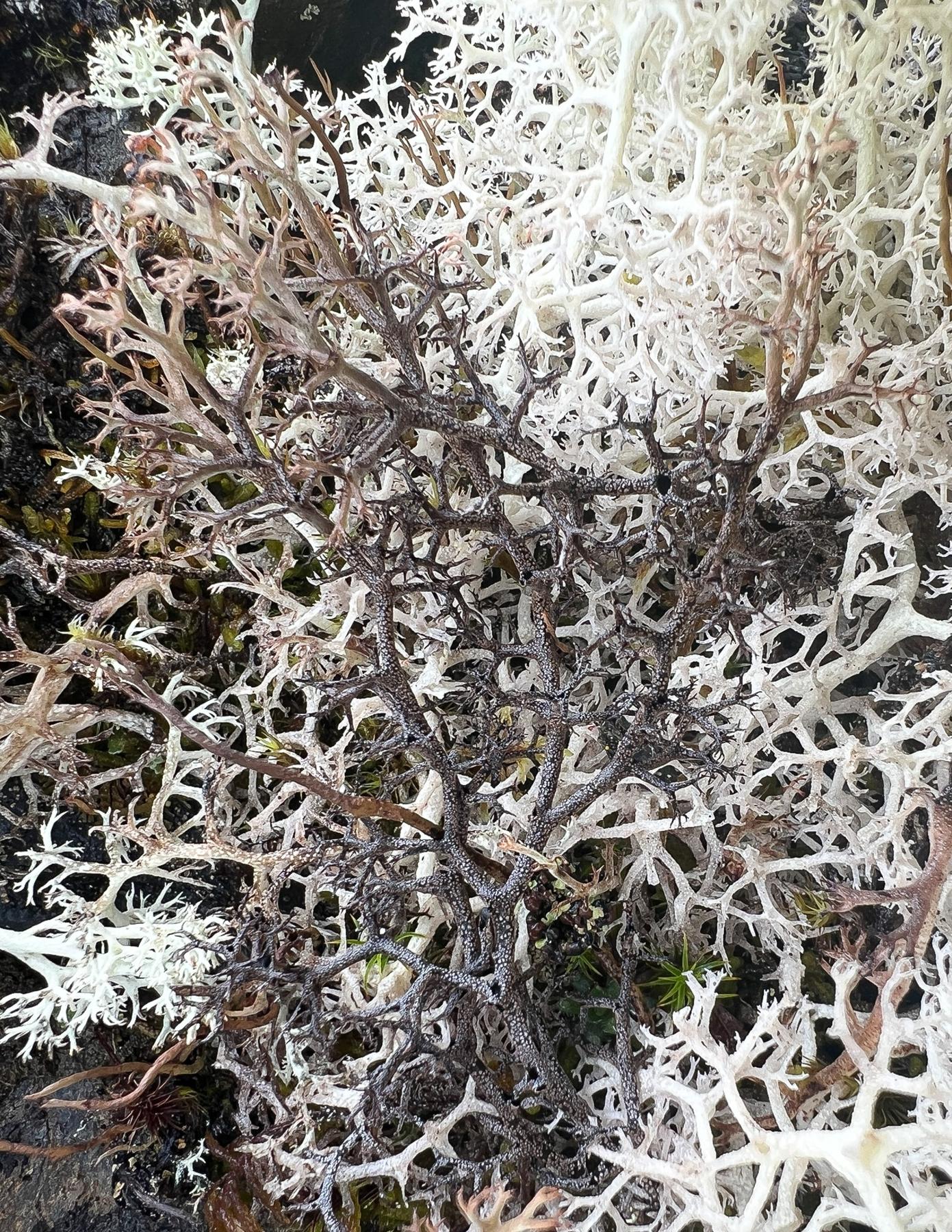 Cladonia stygia