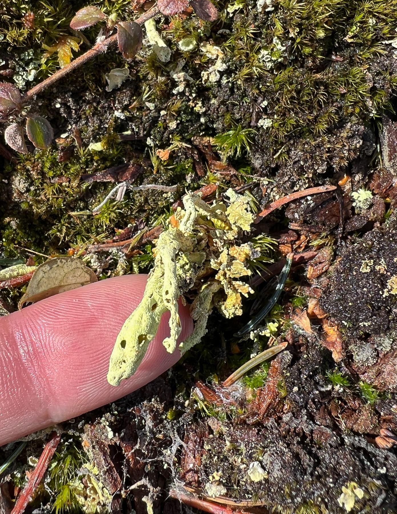 Cladonia sulphurina