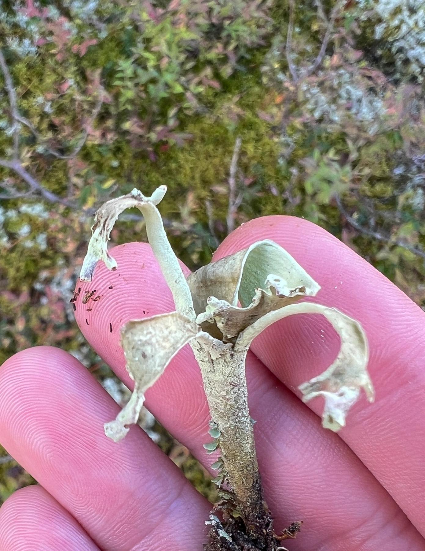 Cladonia sulphurina