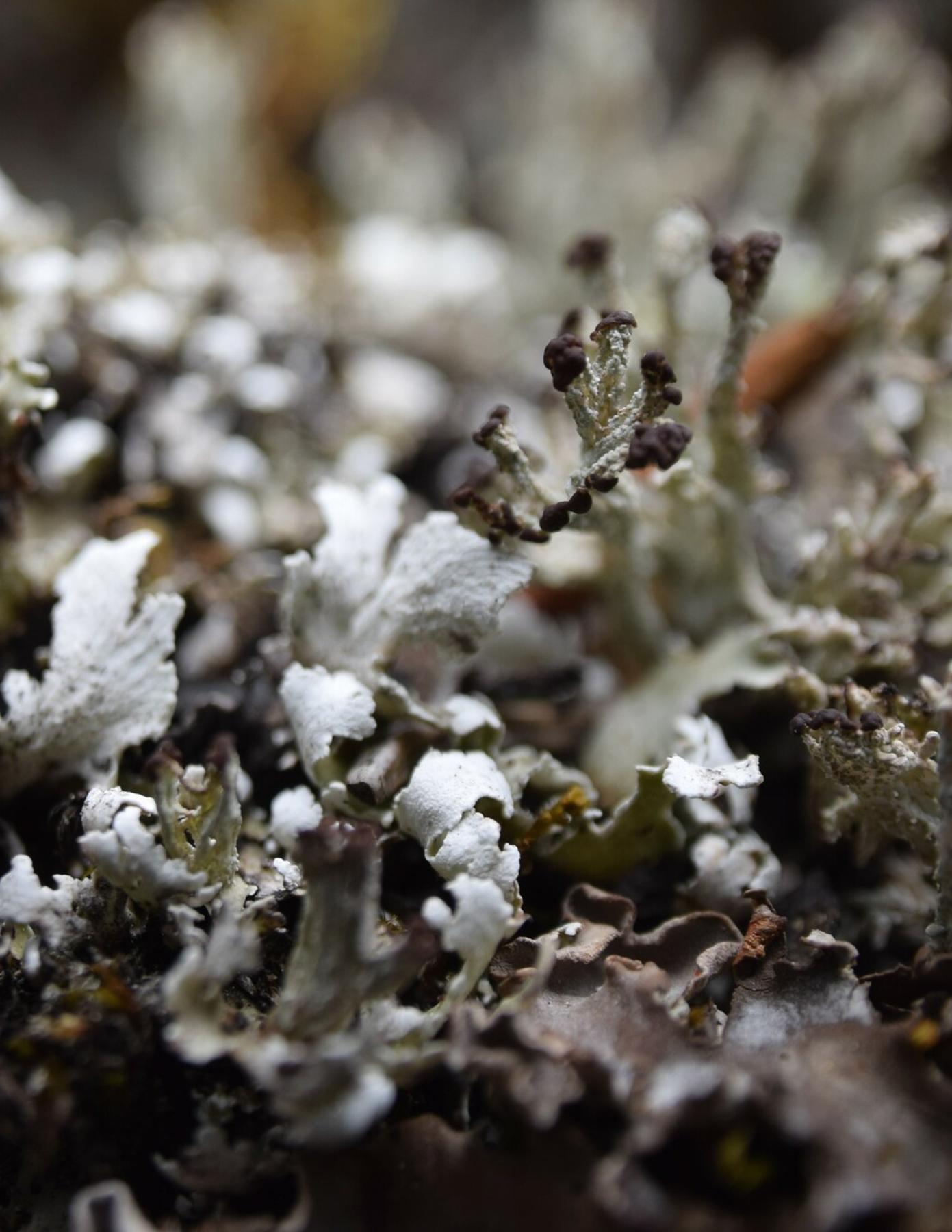 Cladonia symphycarpa