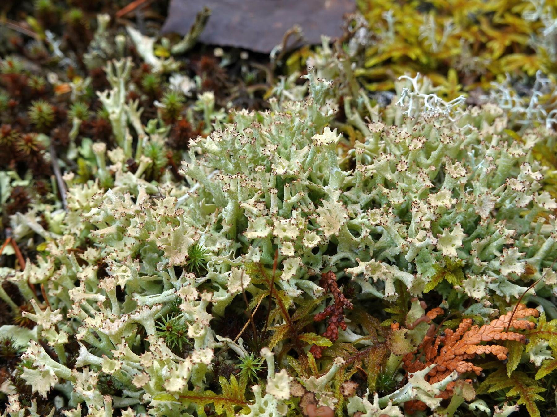 Cladonia turgida