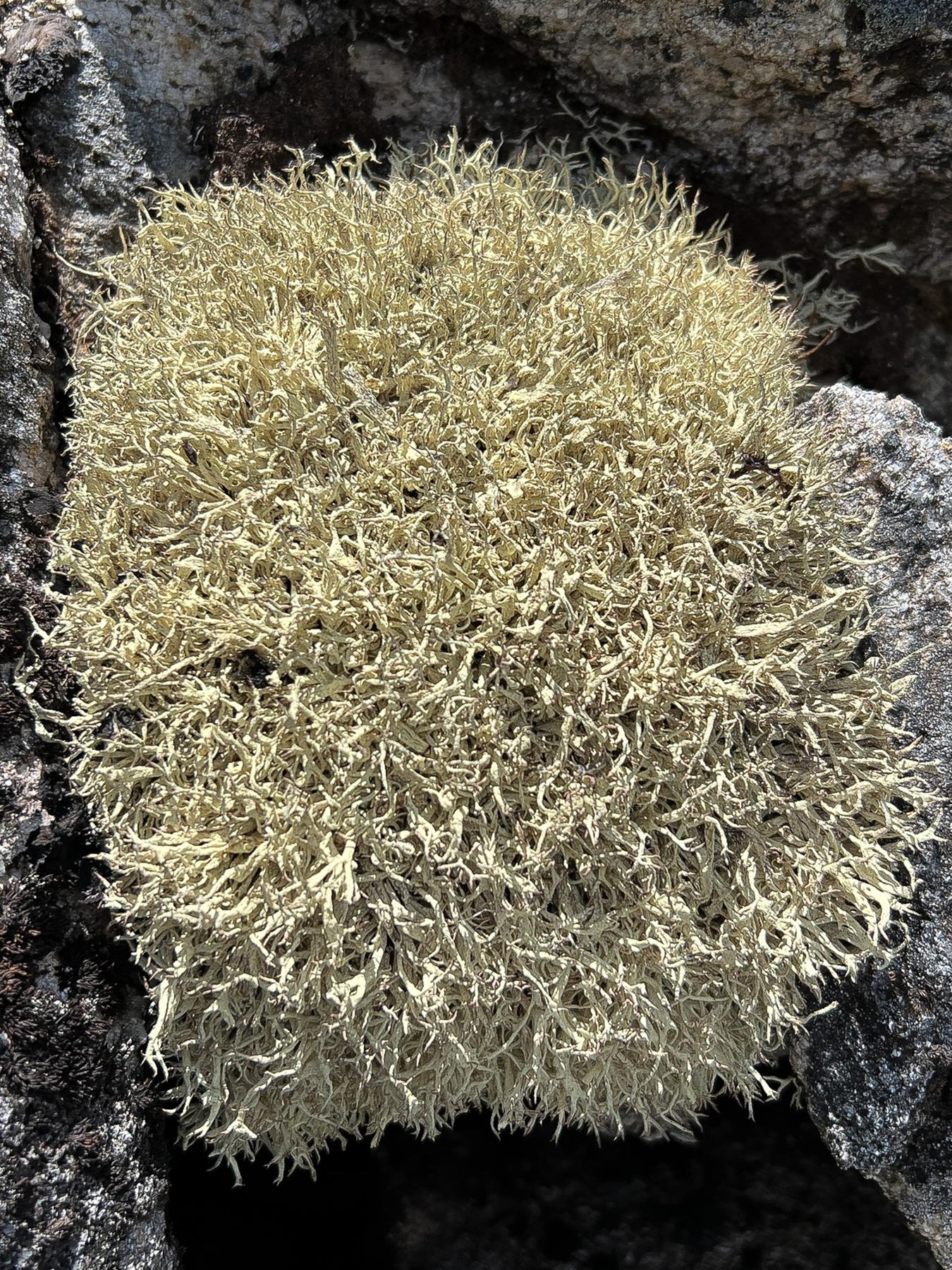 Cladonia uncialis