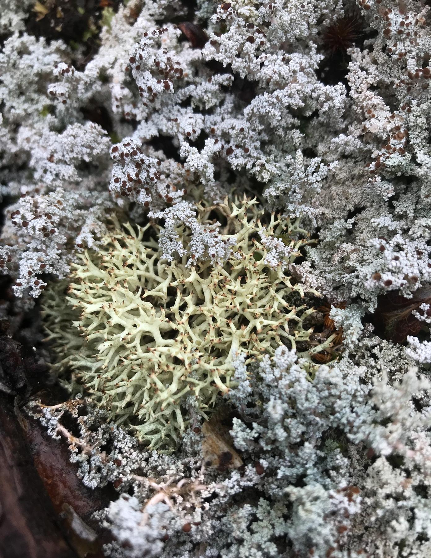 Cladonia uncialis