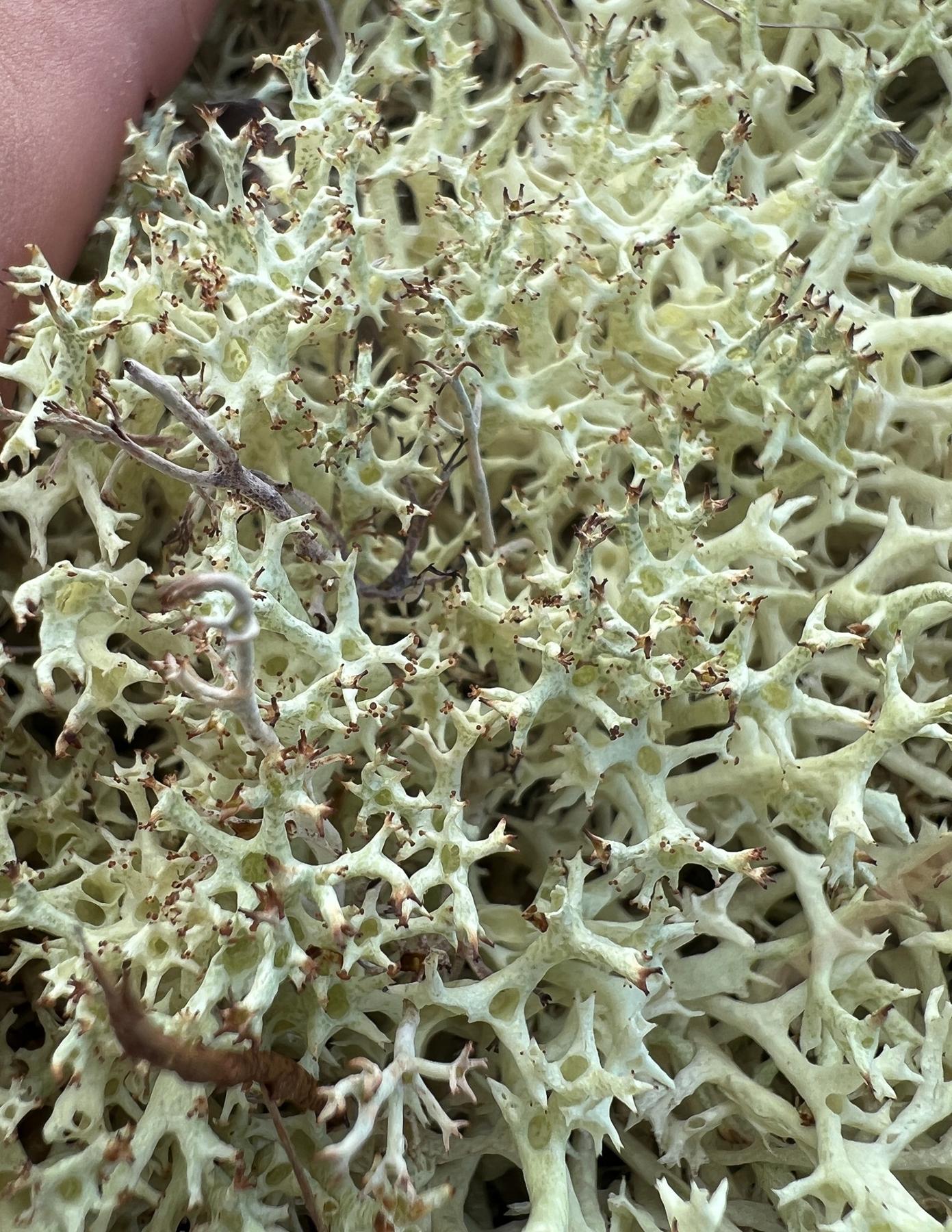 Cladonia uncialis