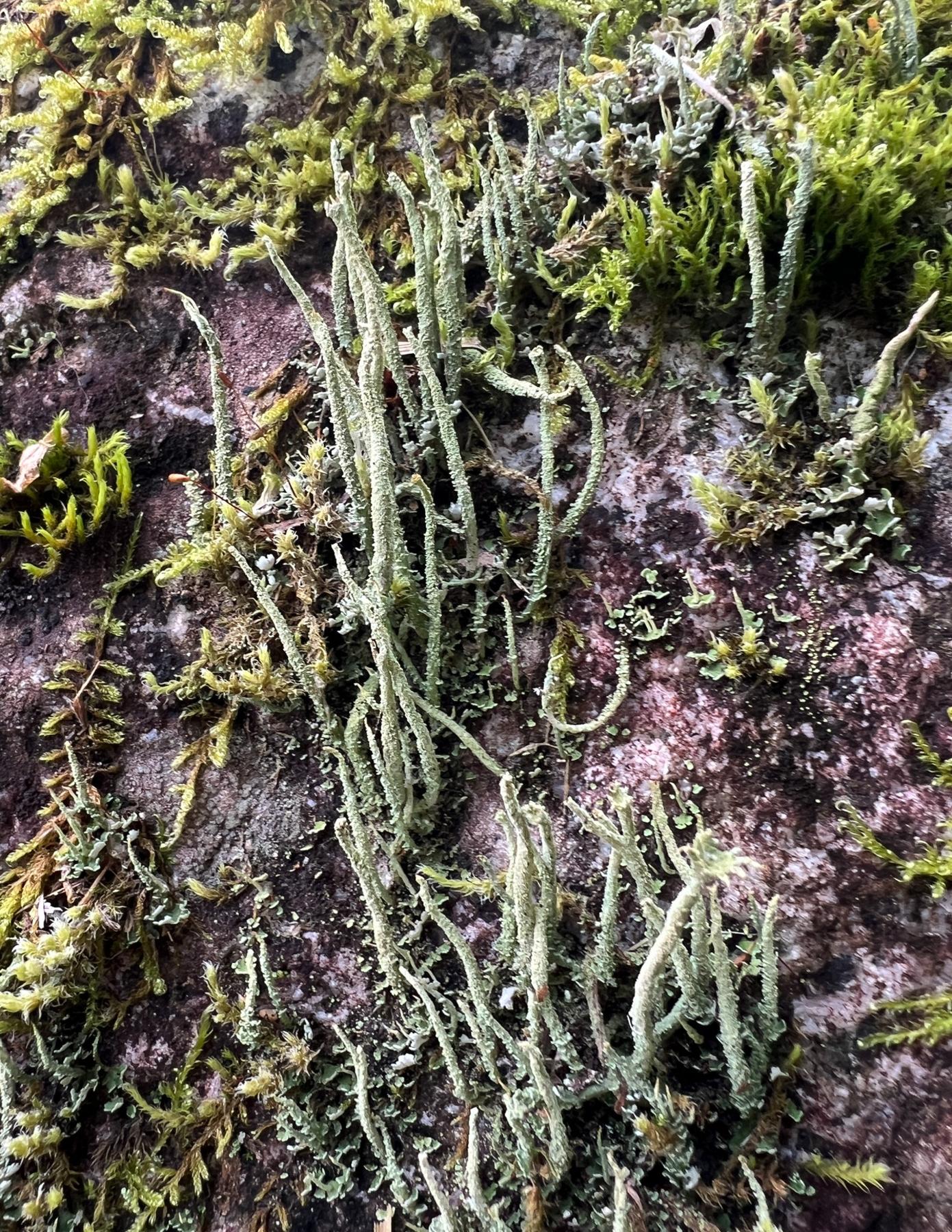 Cladonia verruculosa