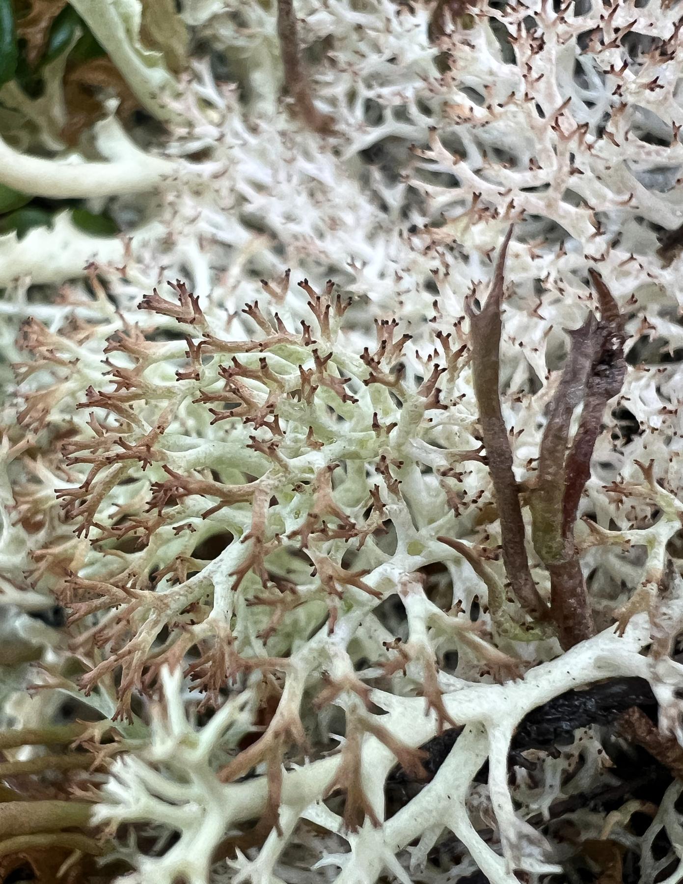 Cladonia wainioi