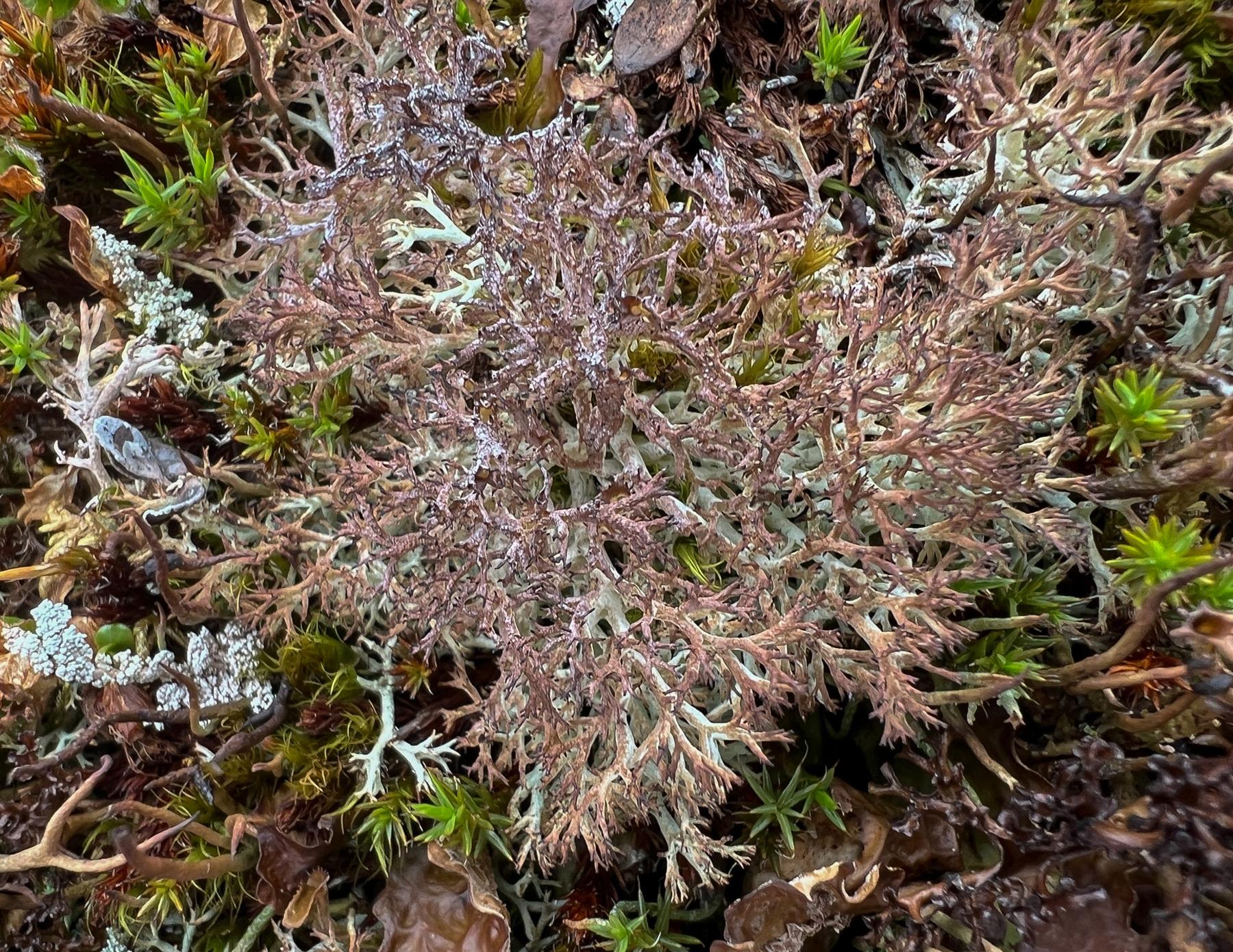 Cladonia wainioi