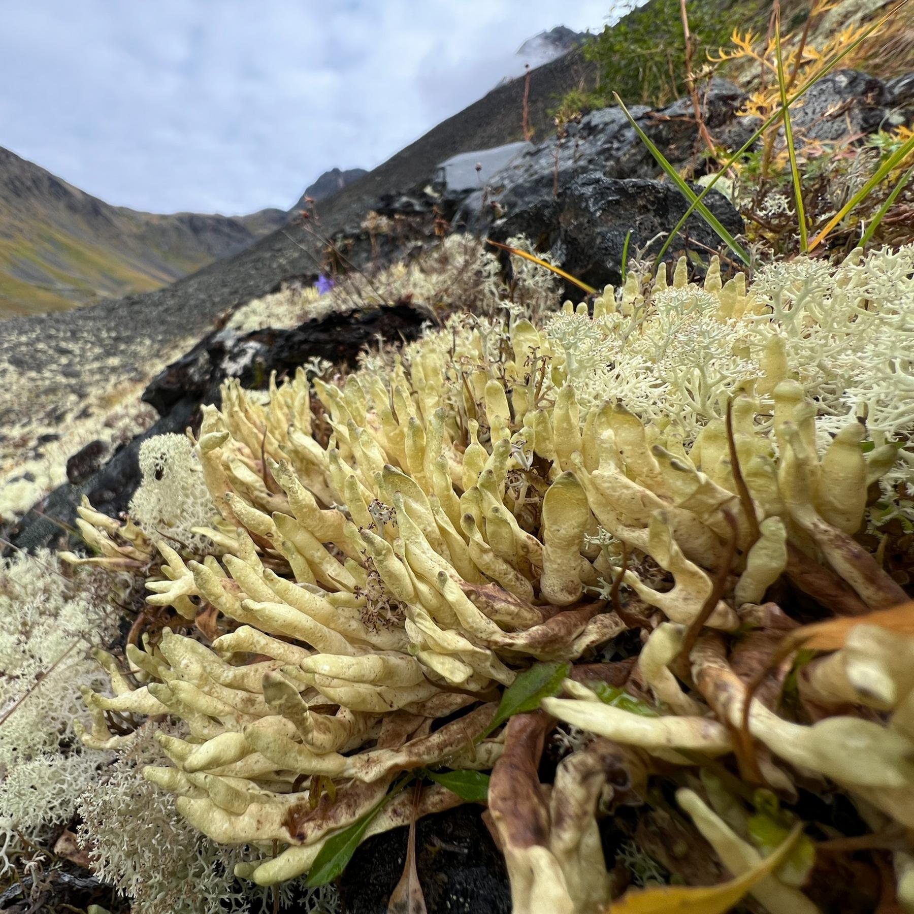Dactylina arctica & Dactylina beringica