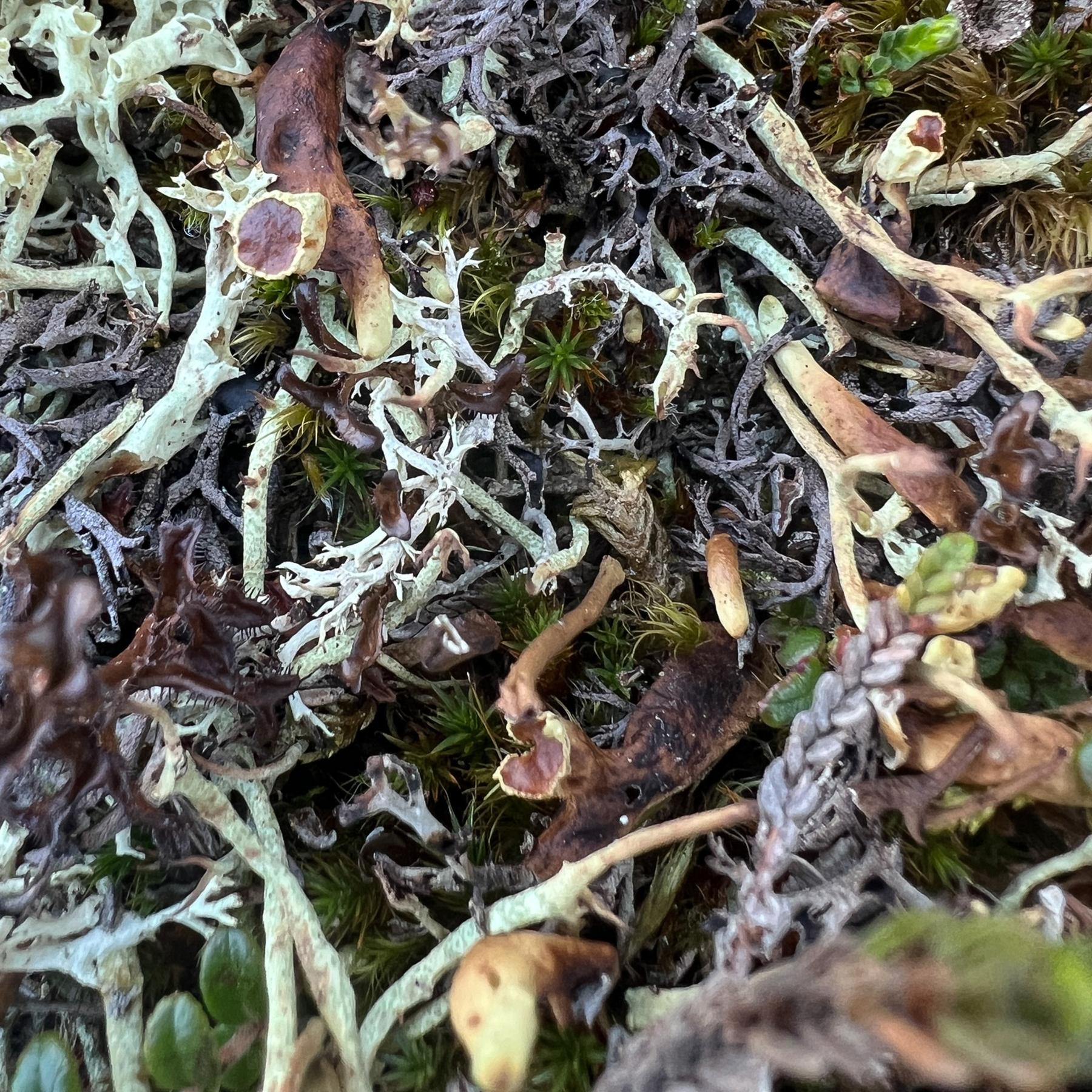 Dactylina arctica & Dactylina beringica