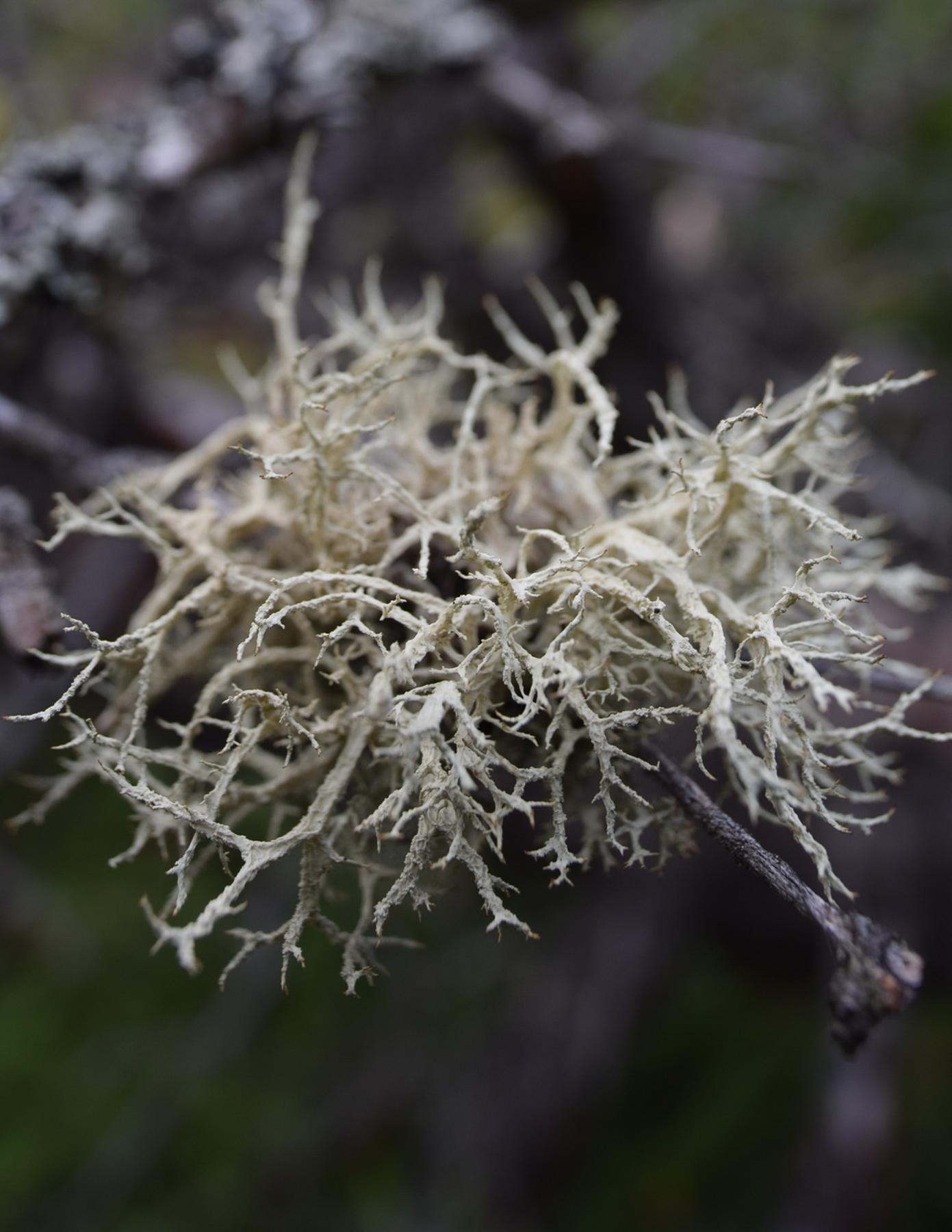 Evernia spp.