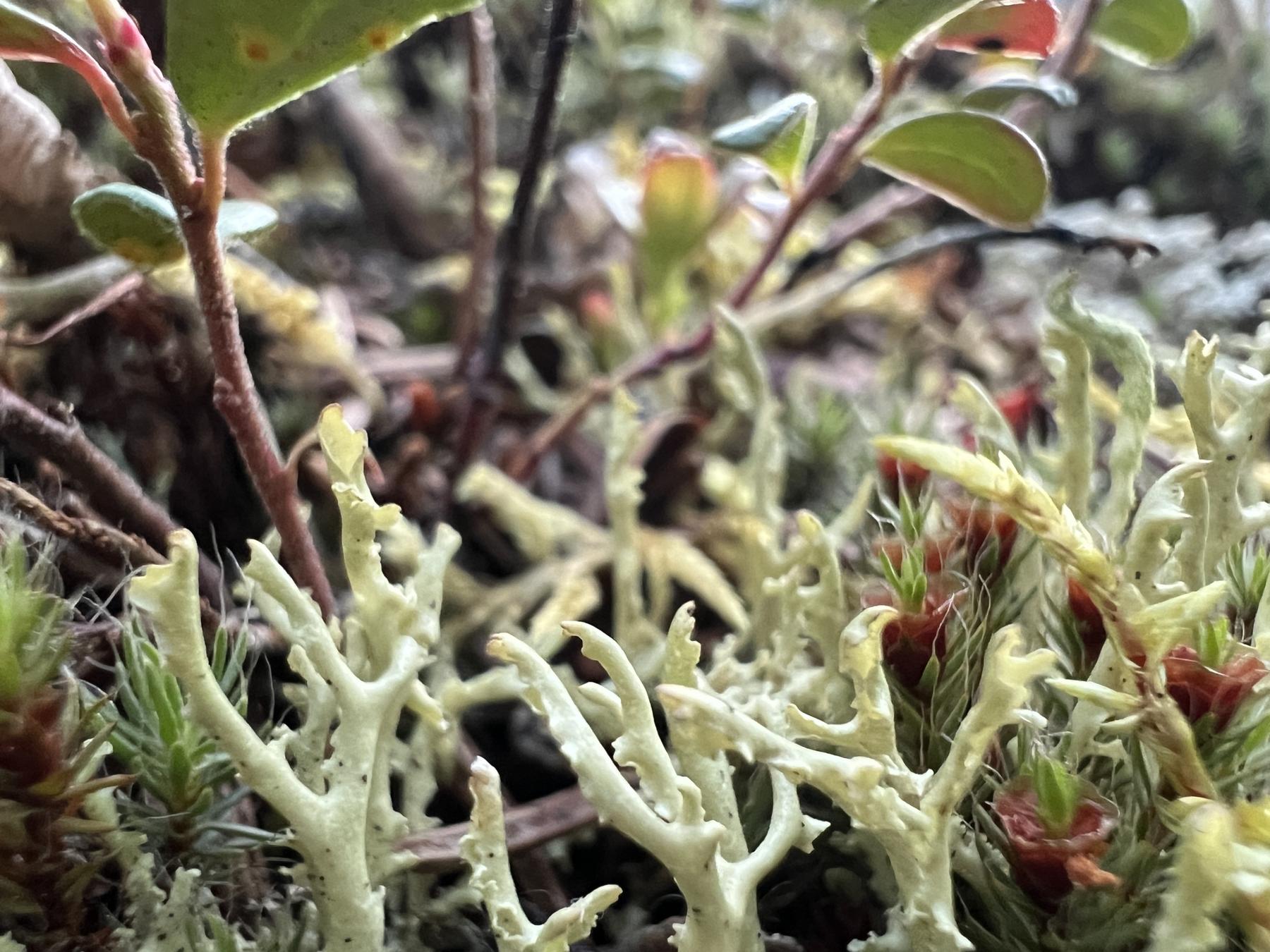 Flavocetraria minuscula