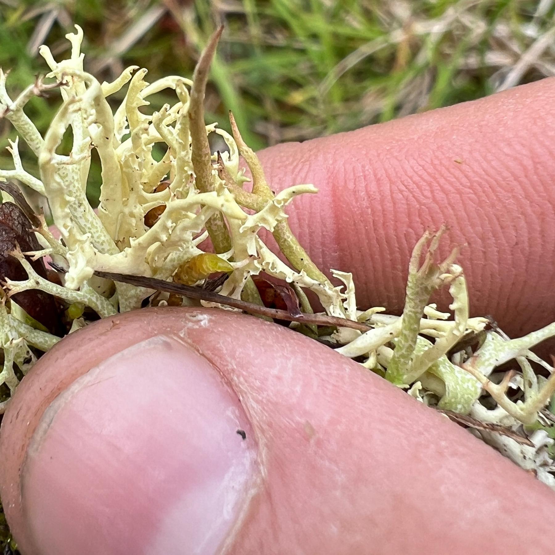 Flavocetraria minuscula