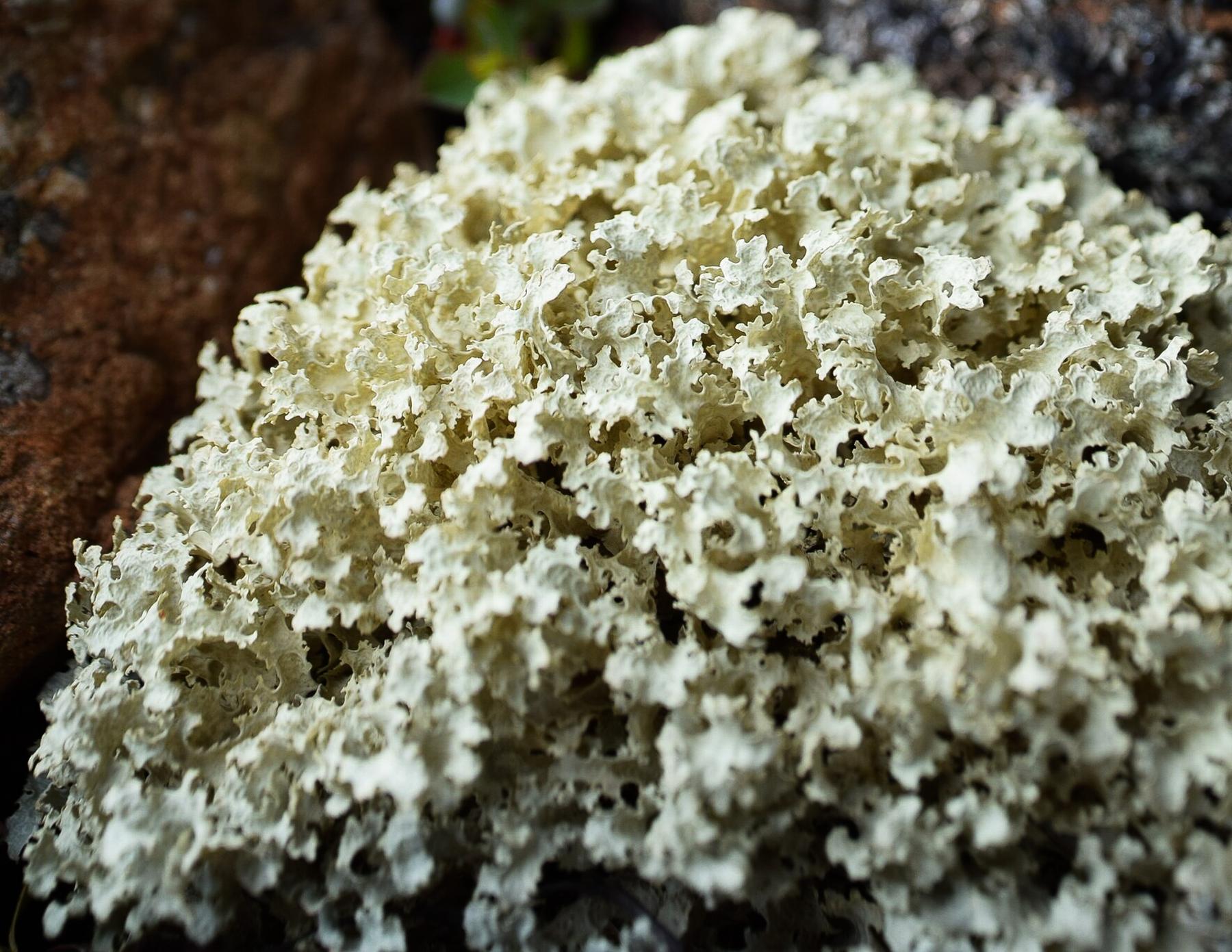 Flavocetraria nivalis