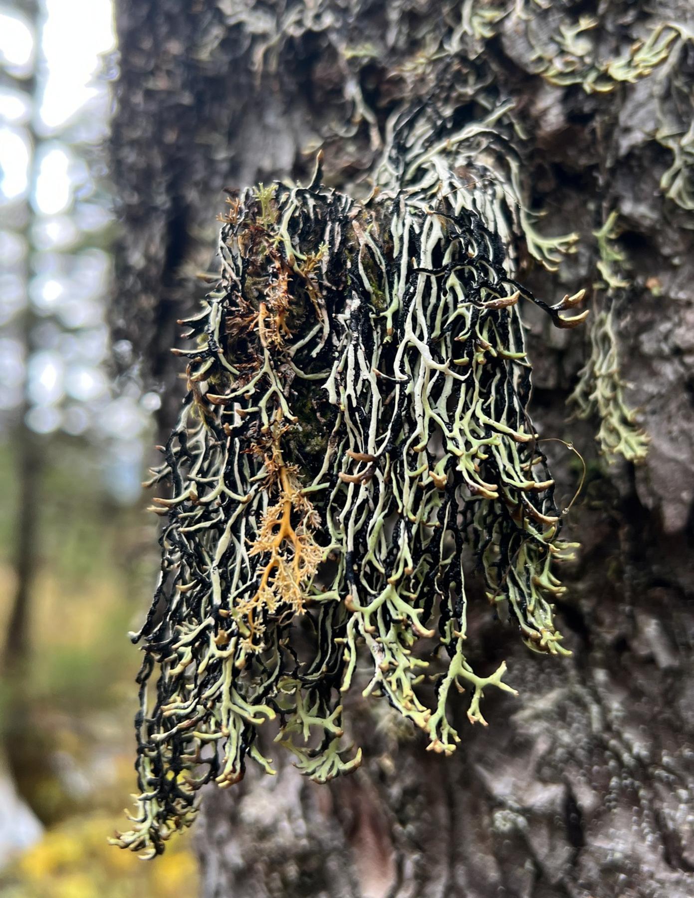 Hypogymnia duplicata