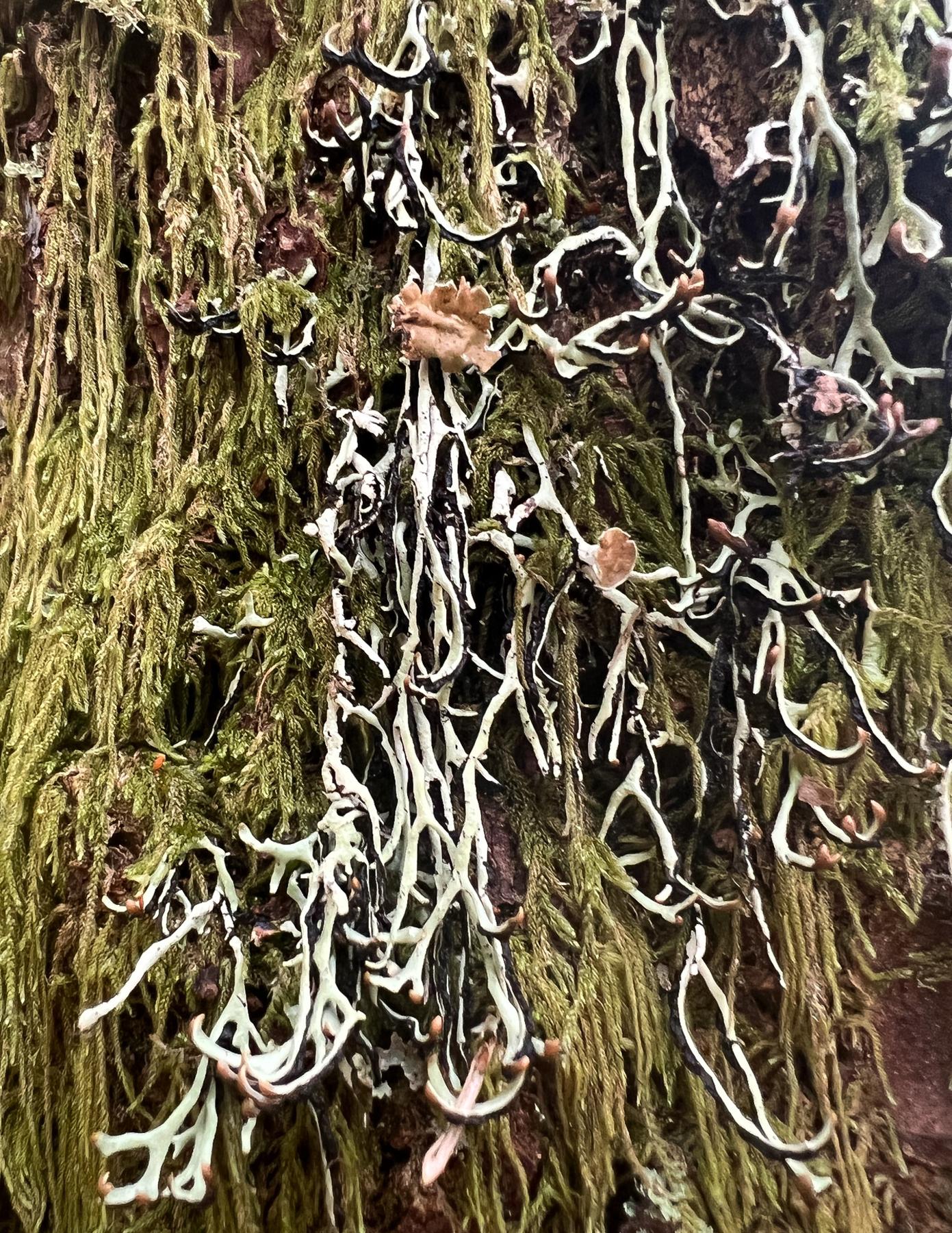 Hypogymnia duplicata