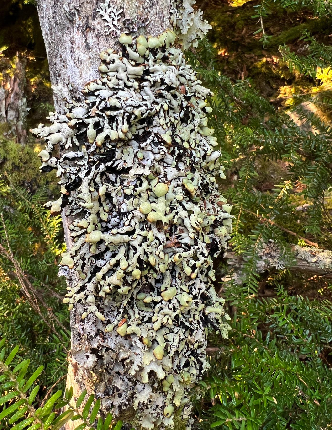 Hypogymnia enteromorpha