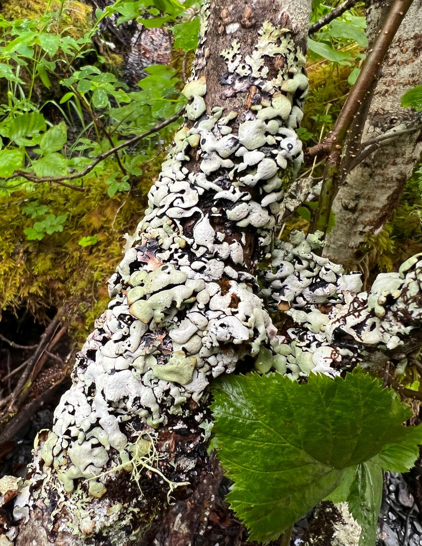 Hypogymnia enteromorpha