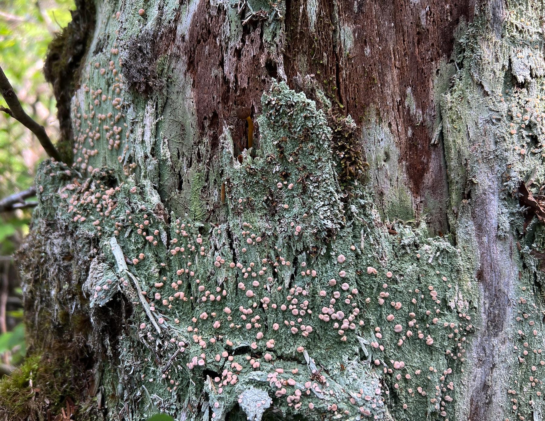 Icmadophila ericetorum