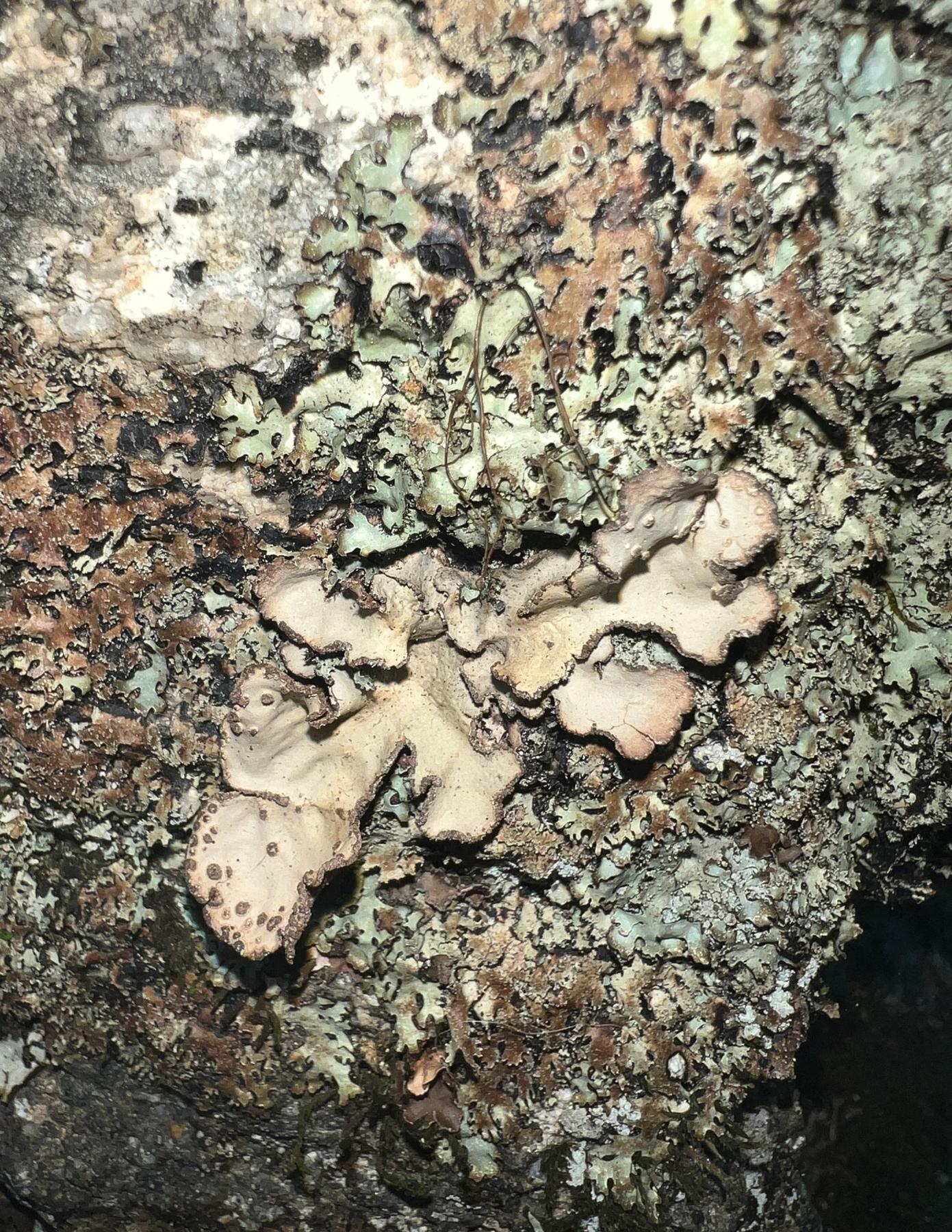 Lobarina scrobiculata