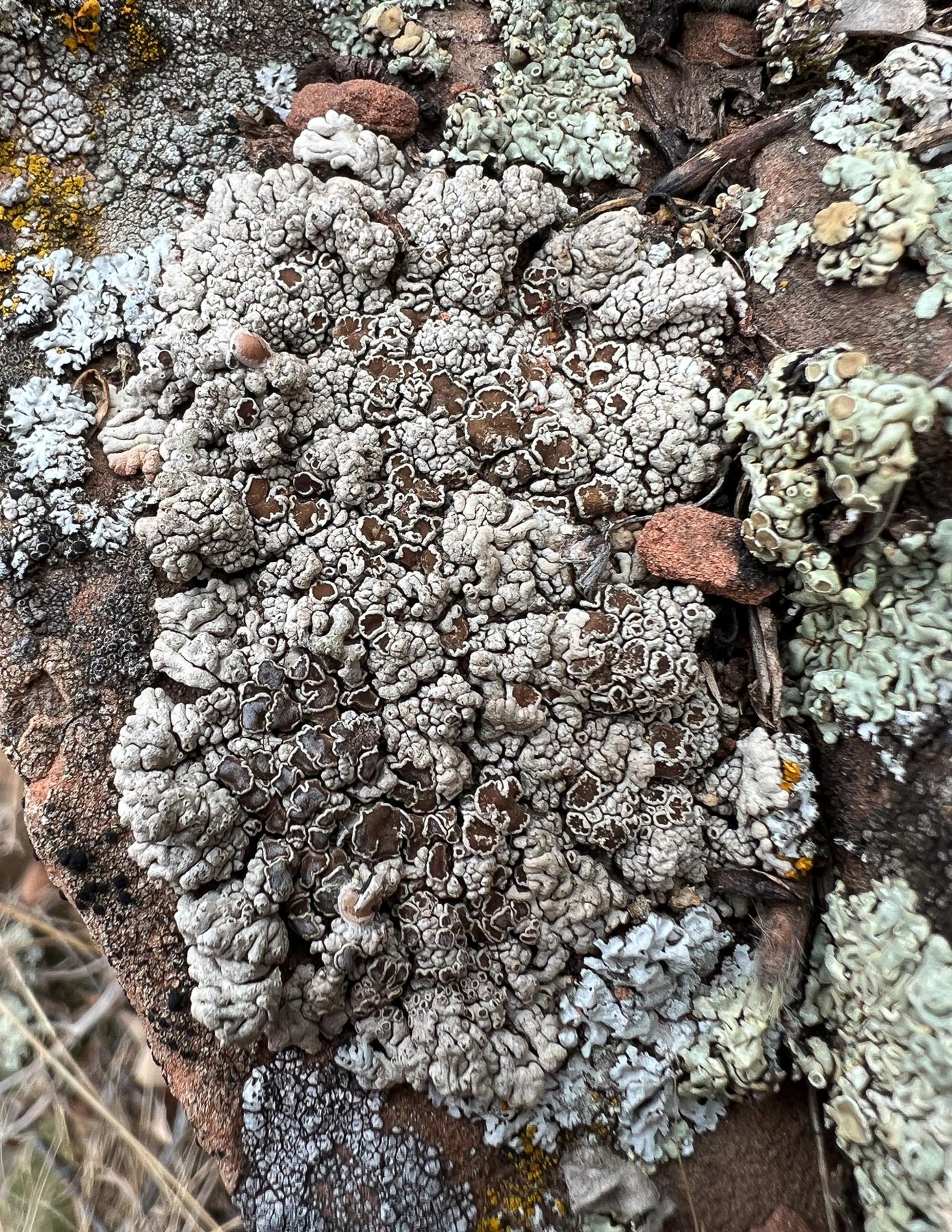 Lobothallia alphoplaca & Lobothallia melanaspis