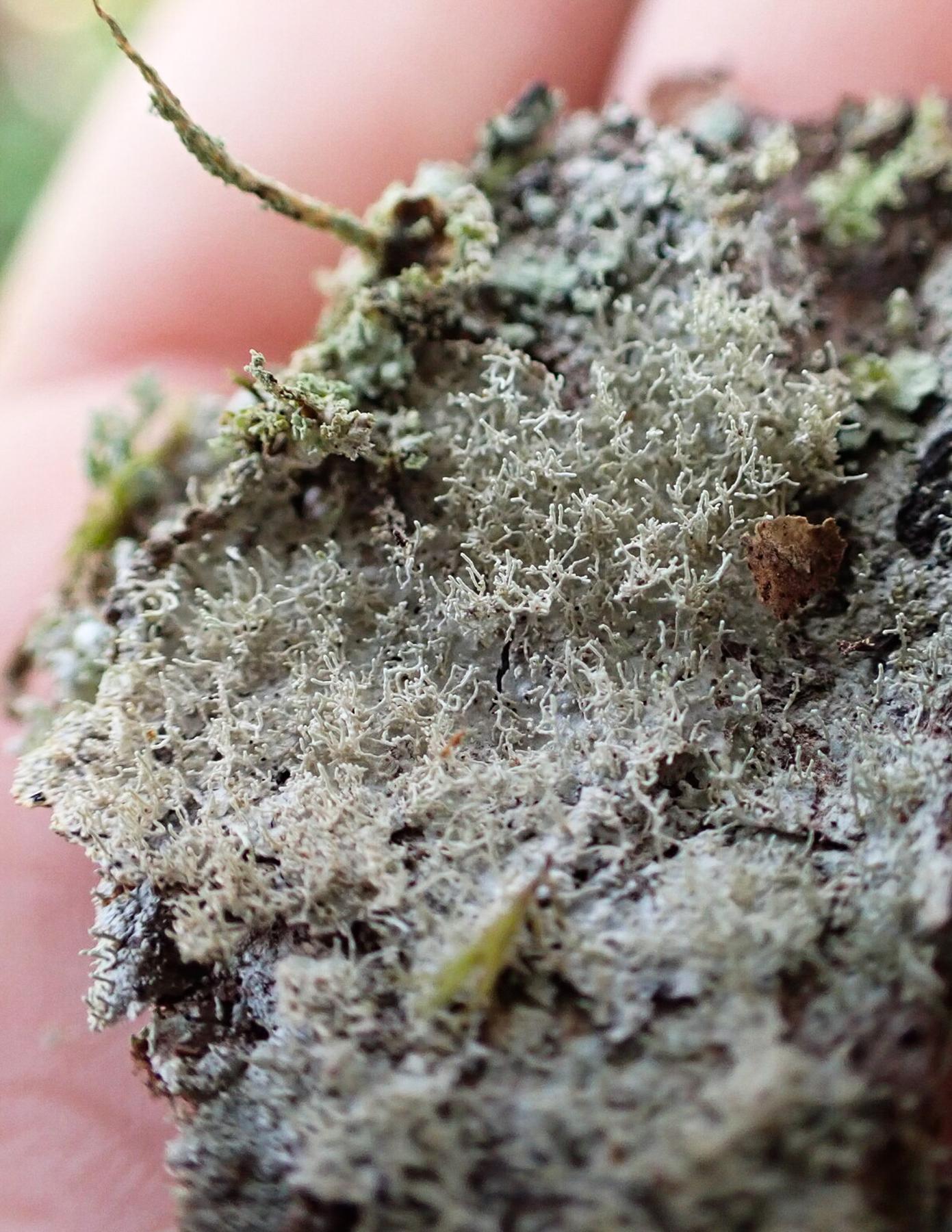 Loxosporopsis corallifera