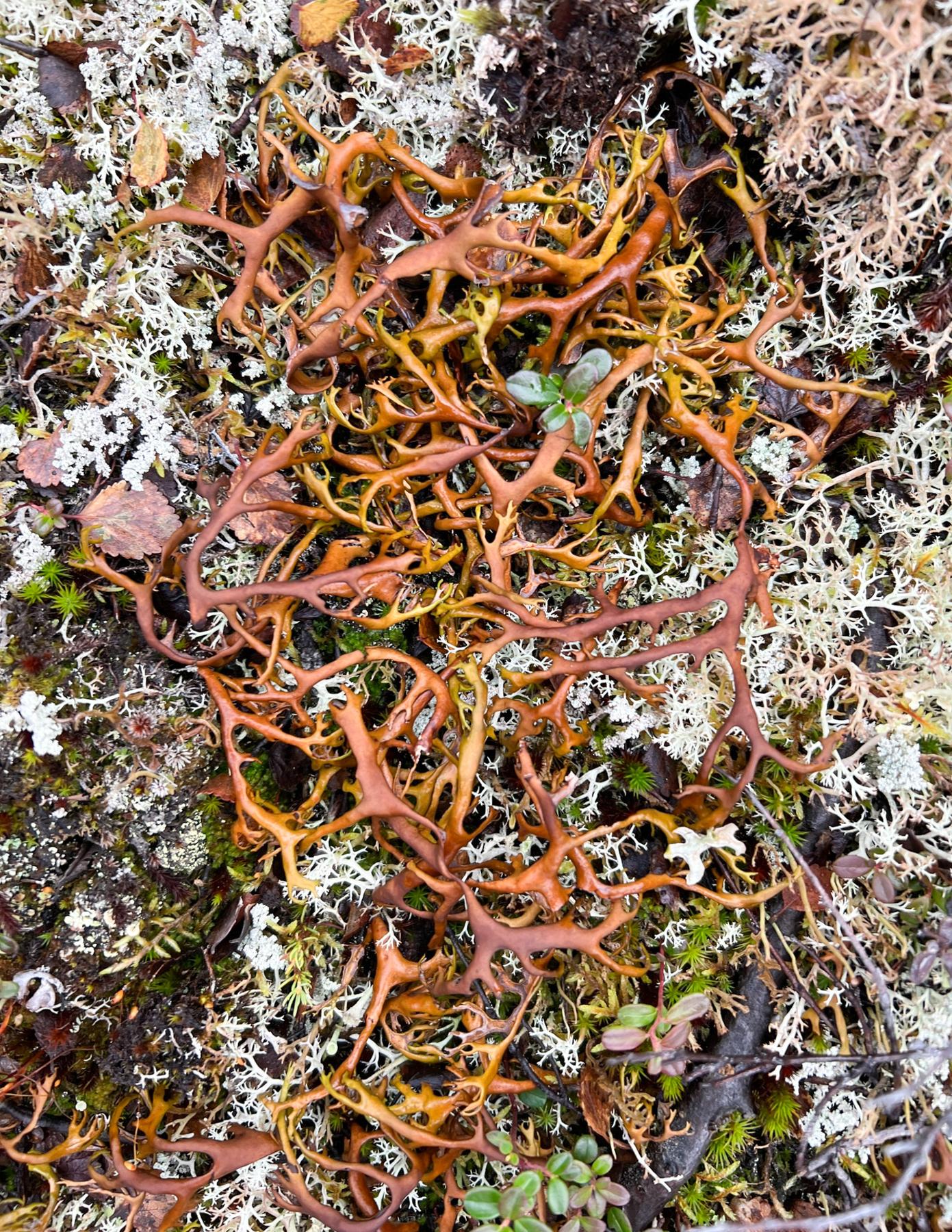 Masonhalea richardsonii