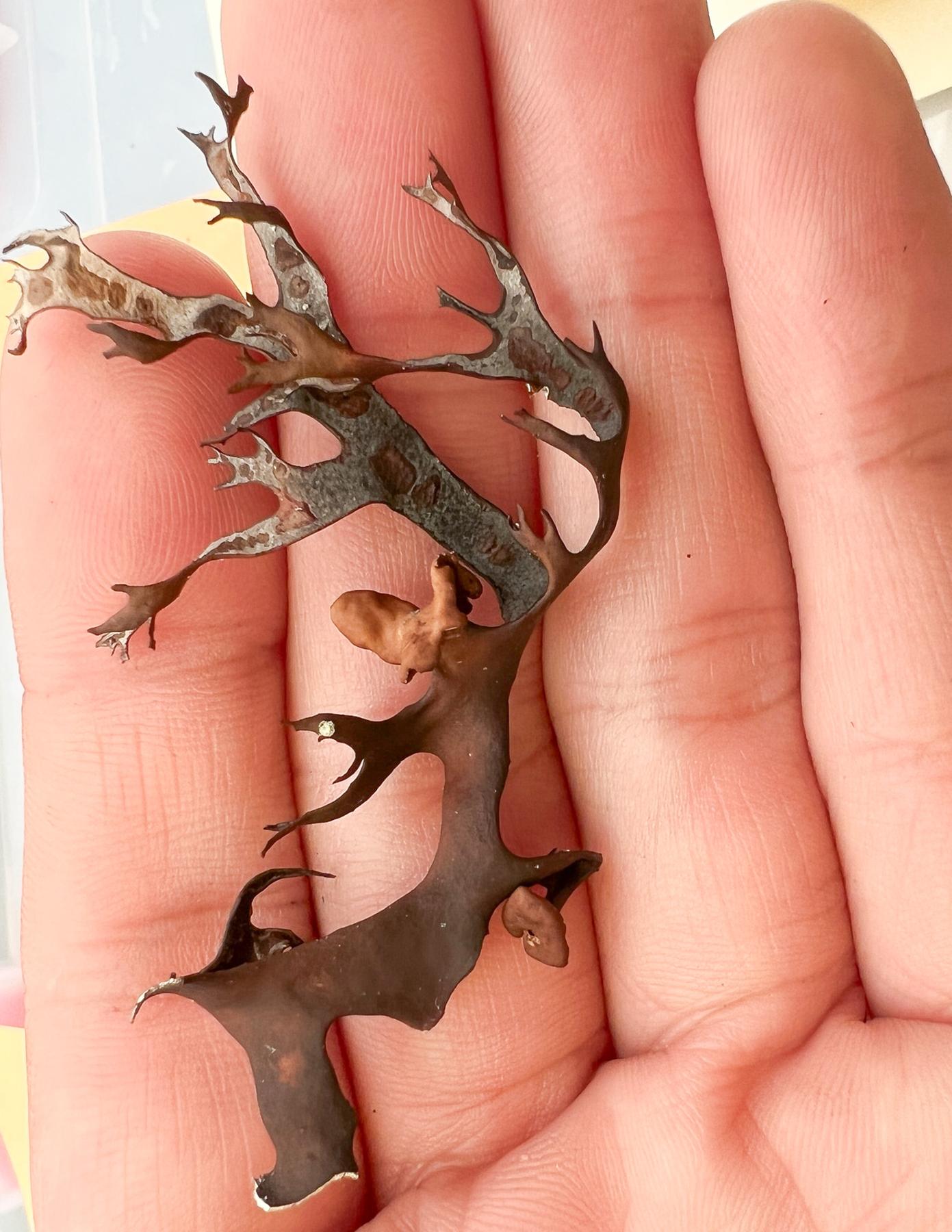 Masonhalea richardsonii