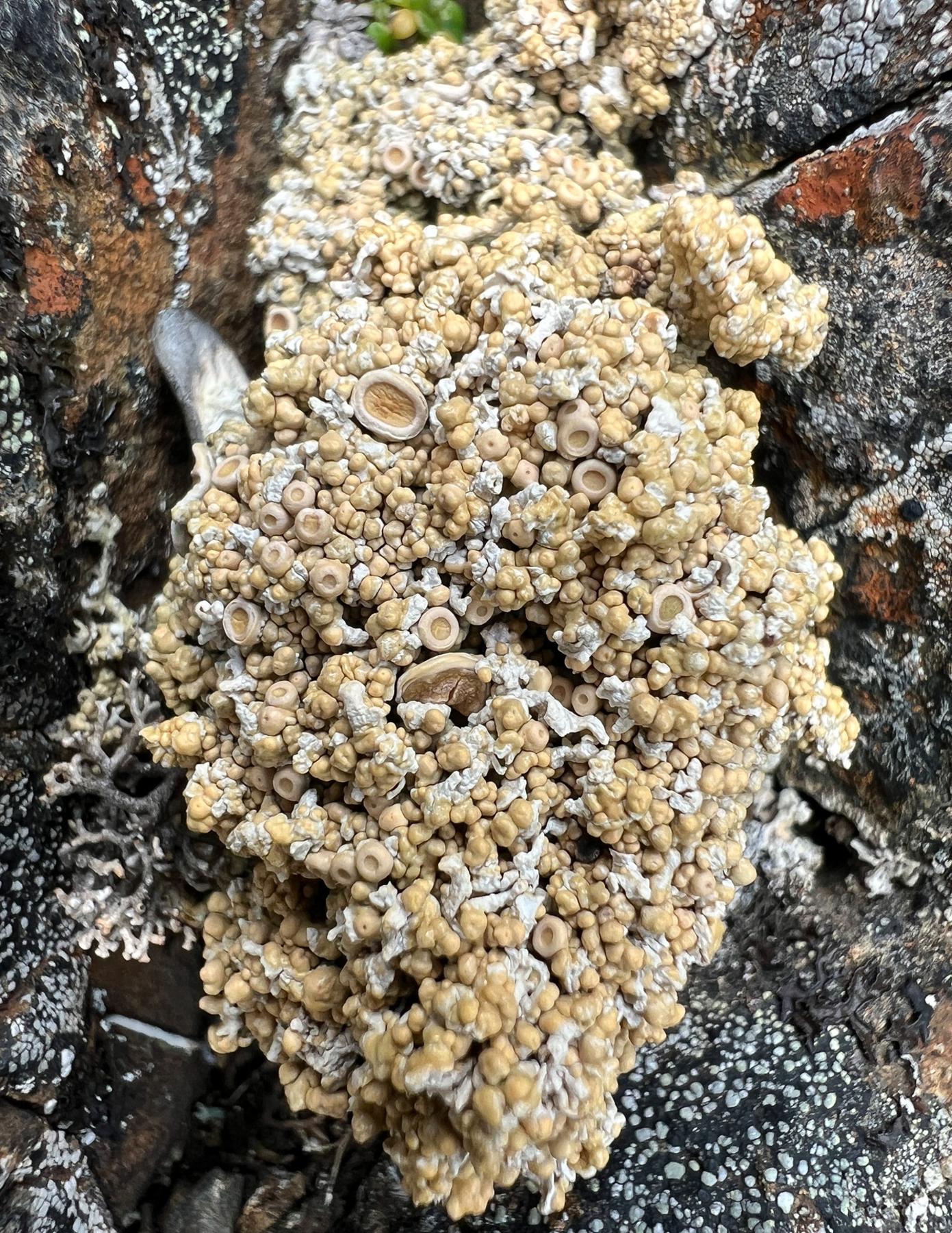 Ochrolechia spp.