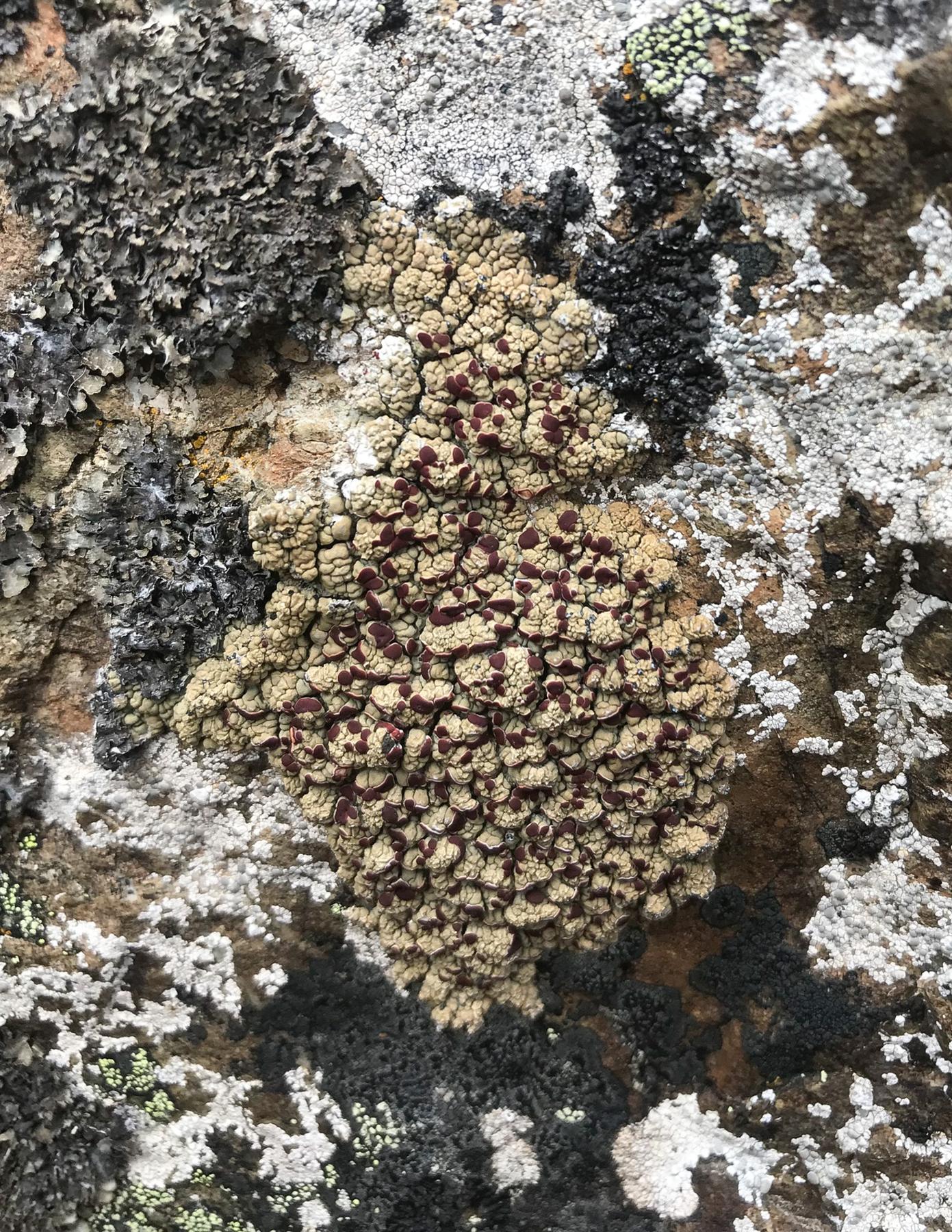 Ophioparma & Haematomma spp.