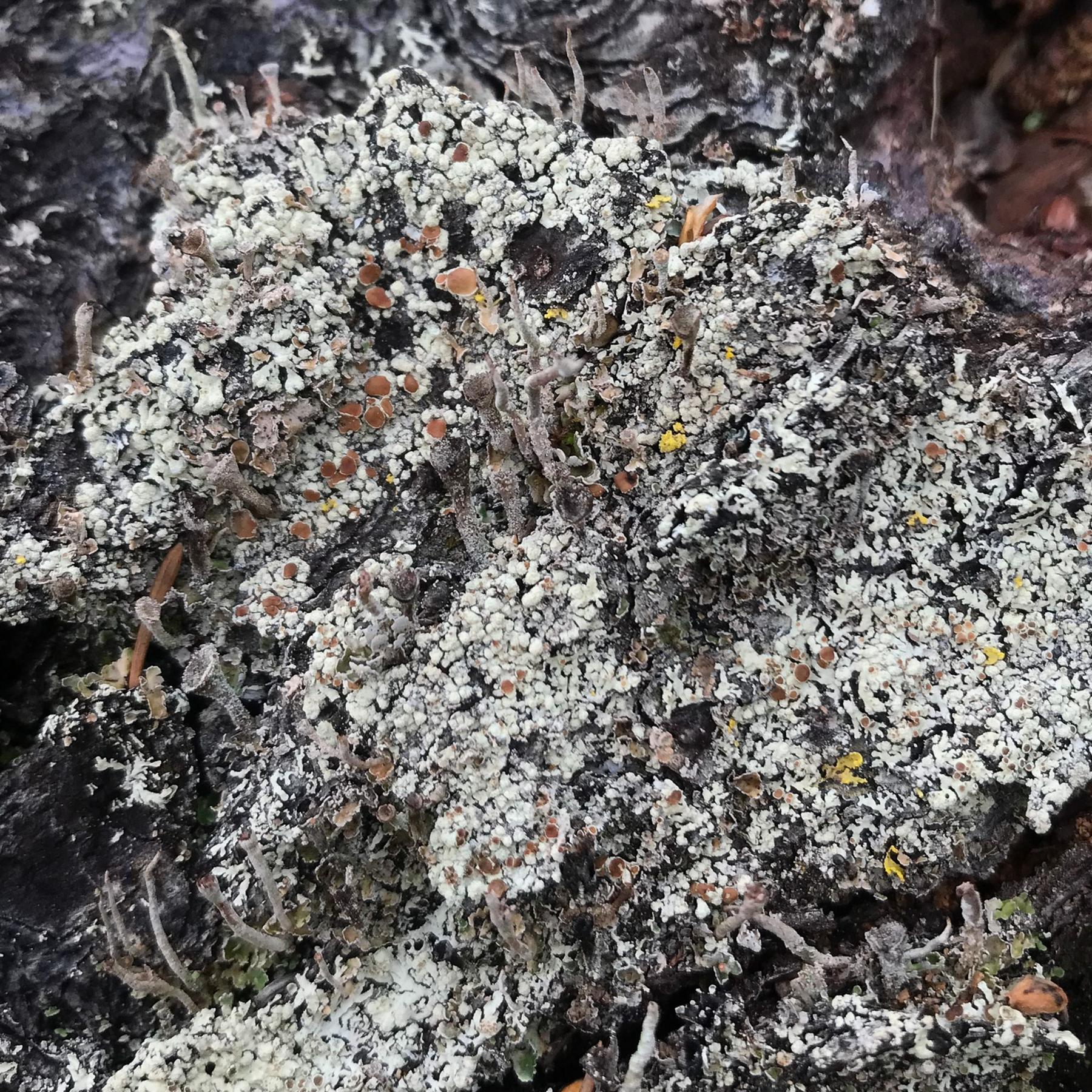 Parmeliopsis ambigua