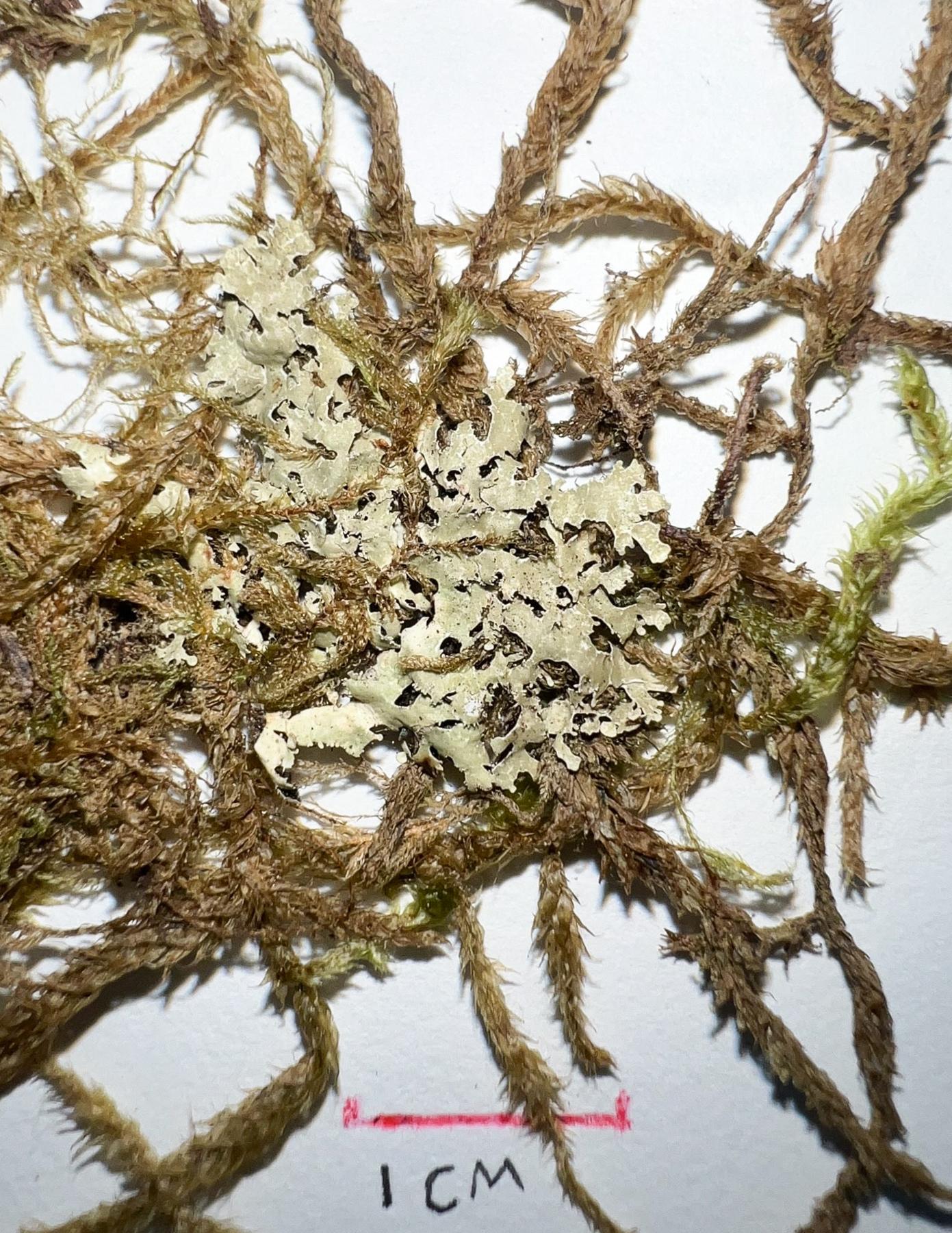 Parmelia pseudosulcata