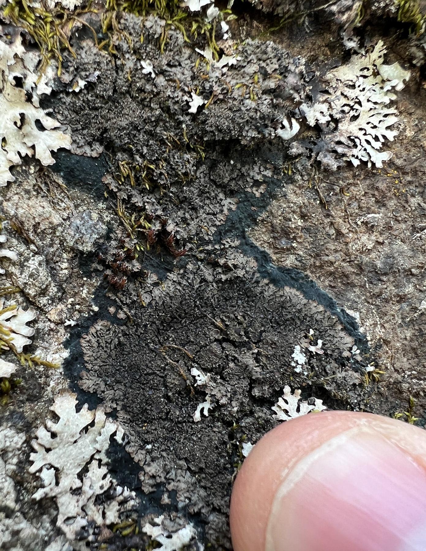 Parmeliella triptophylla