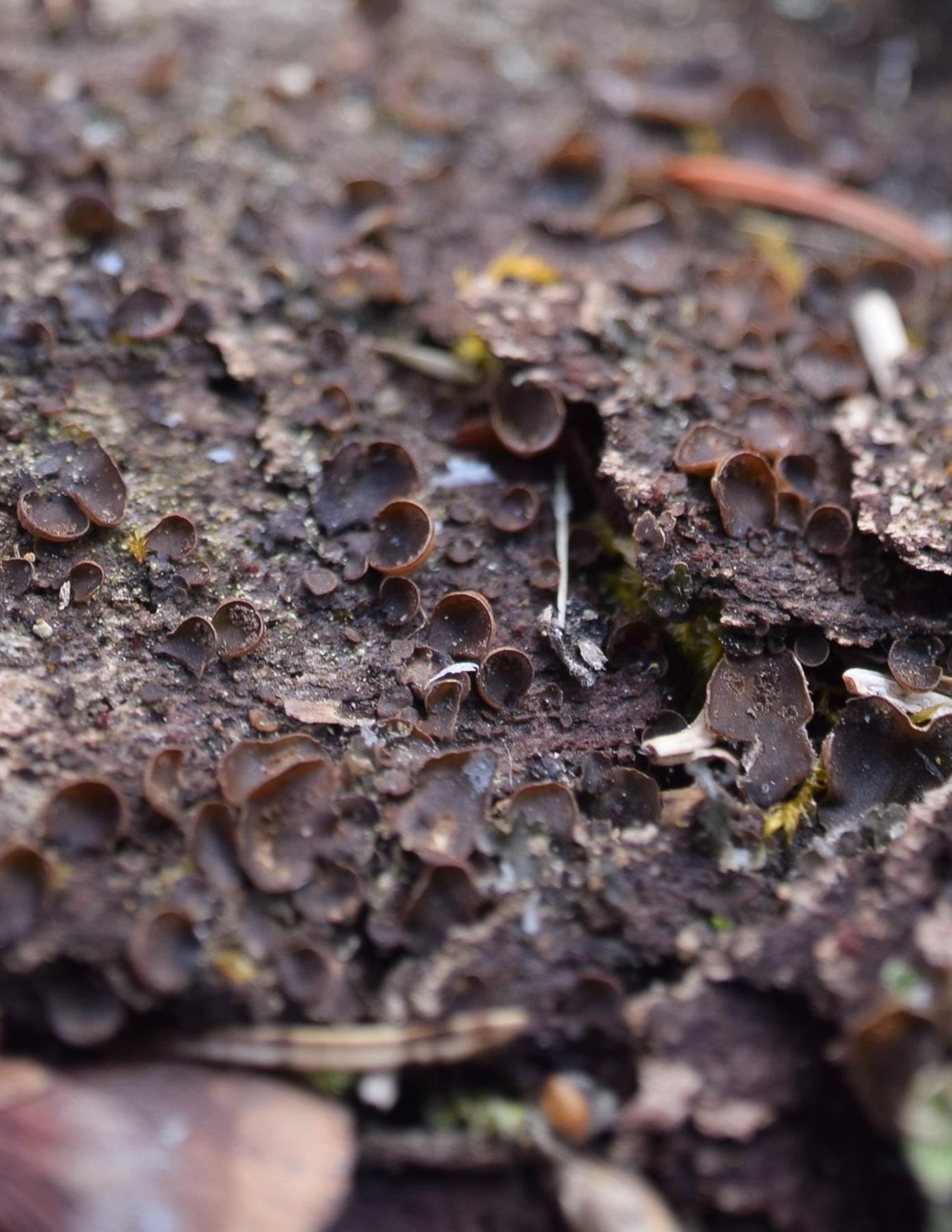 Peltigera castanea