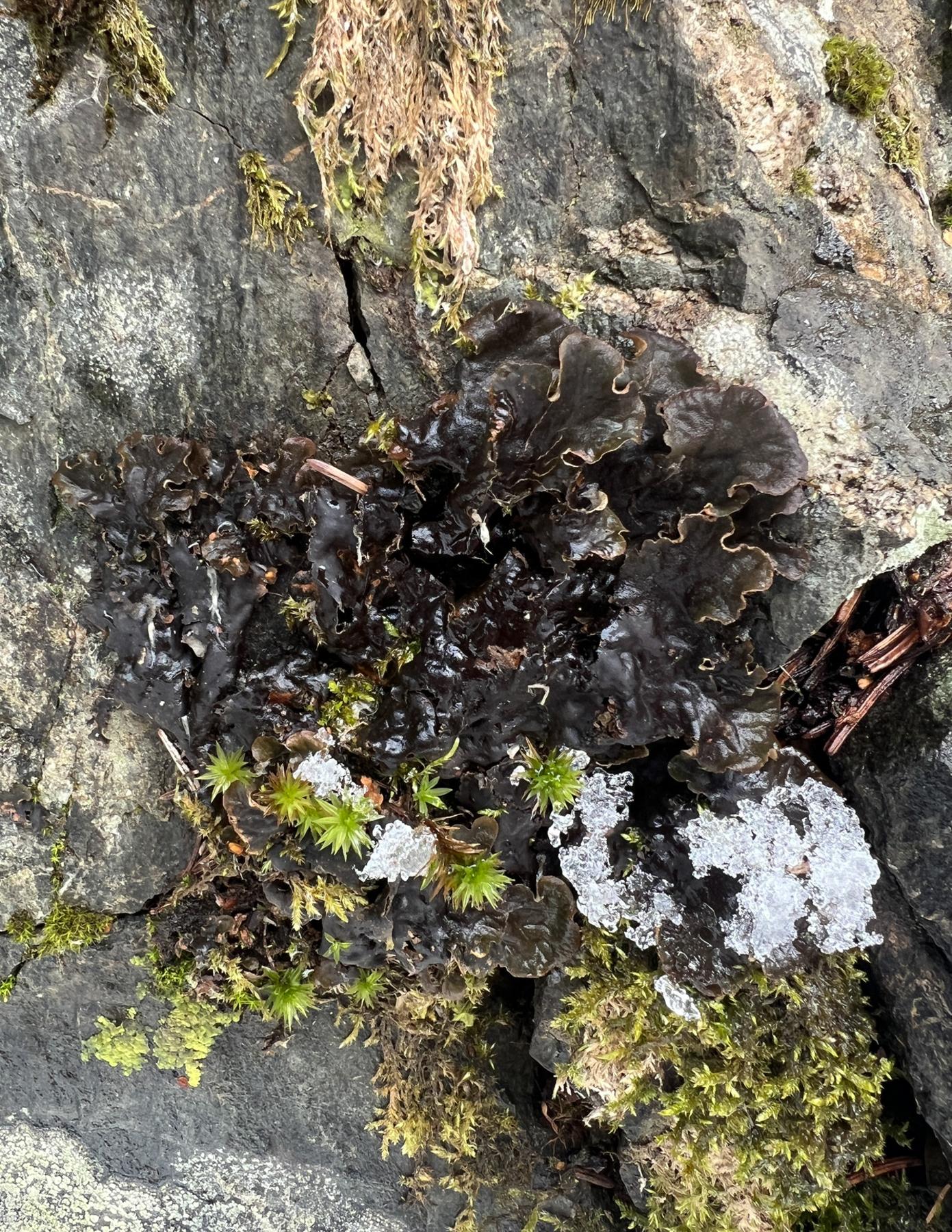 Peltigera cinnamomea
