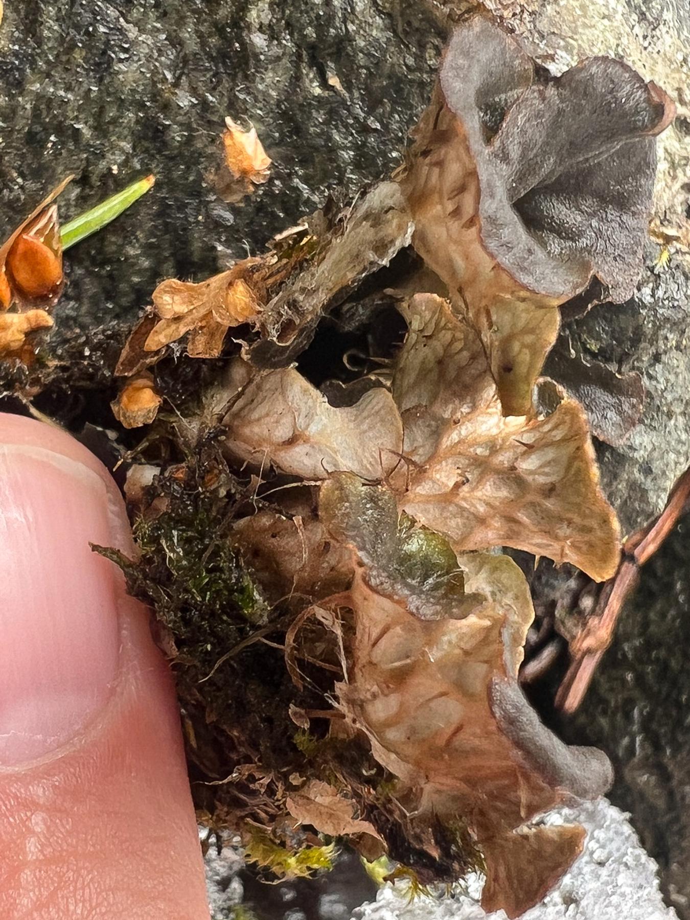 Peltigera cinnamomea