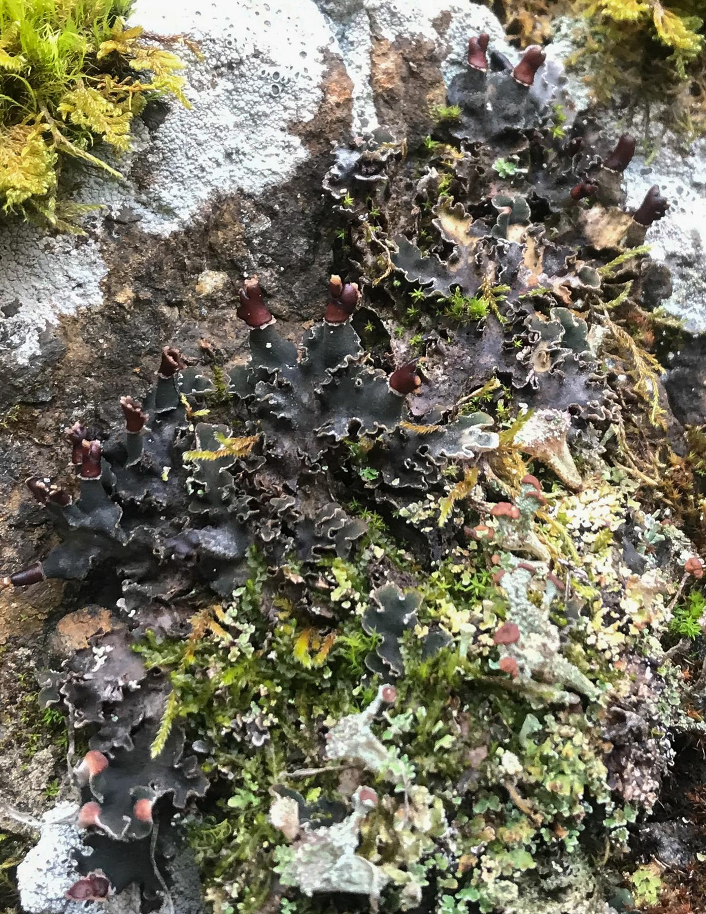 Peltigera collina