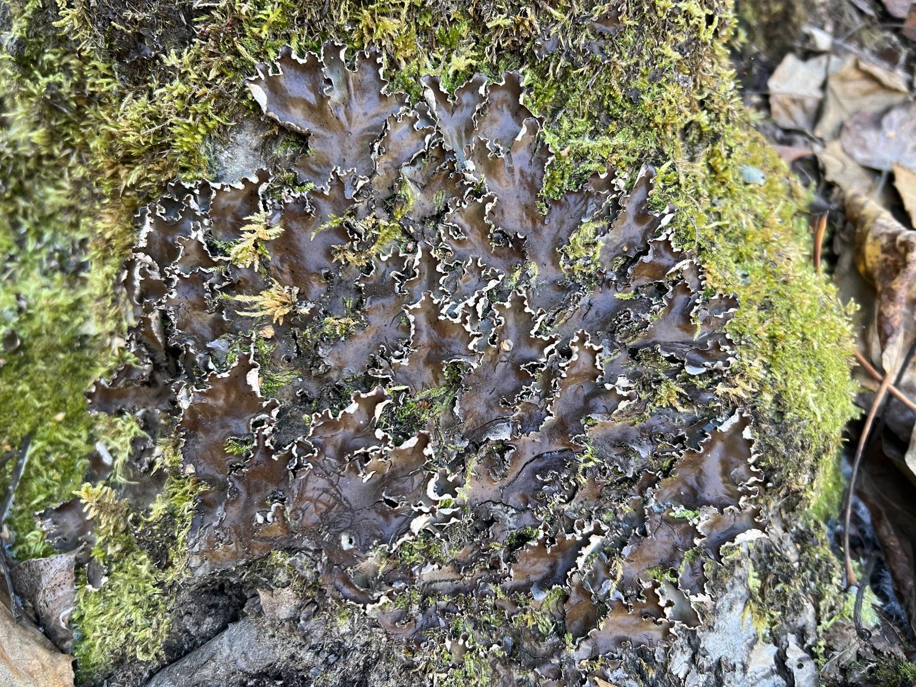 Peltigera elisabethae