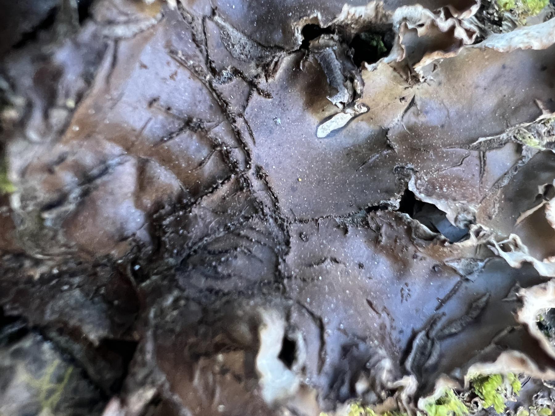 Peltigera elisabethae