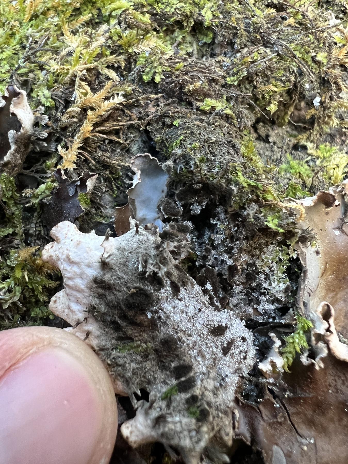 Peltigera elisabethae