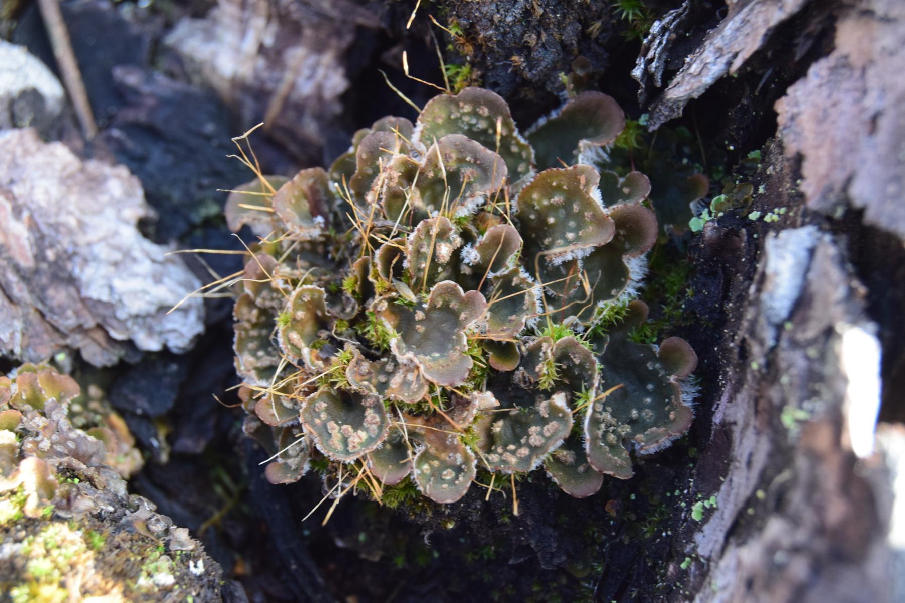 Peltigera extenuata