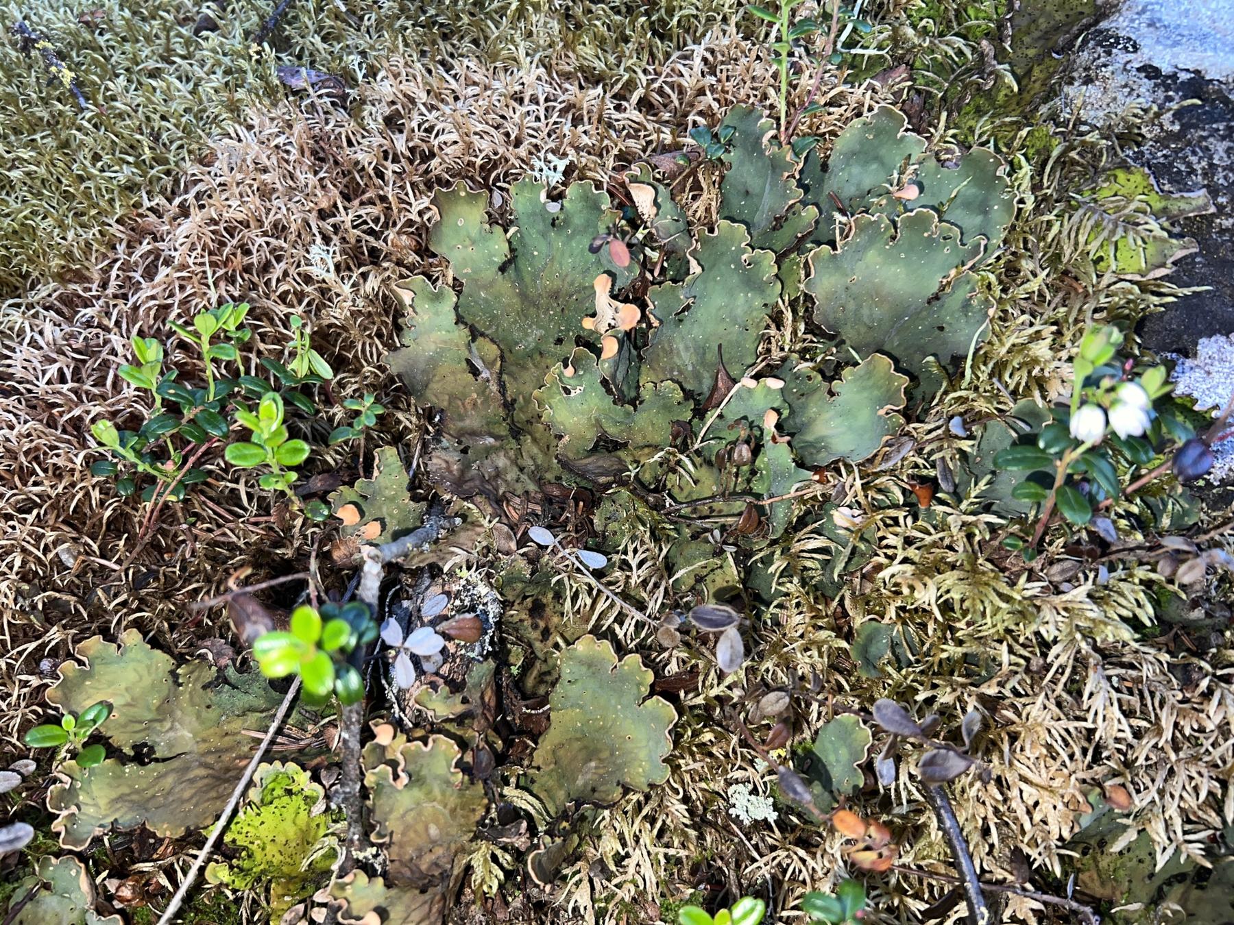 Peltigera kristinssonii