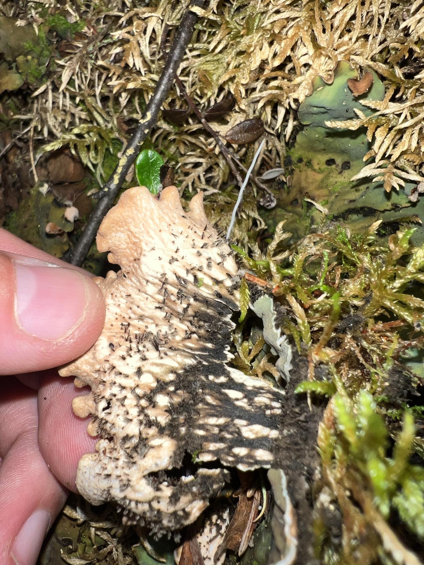 Peltigera kristinssonii