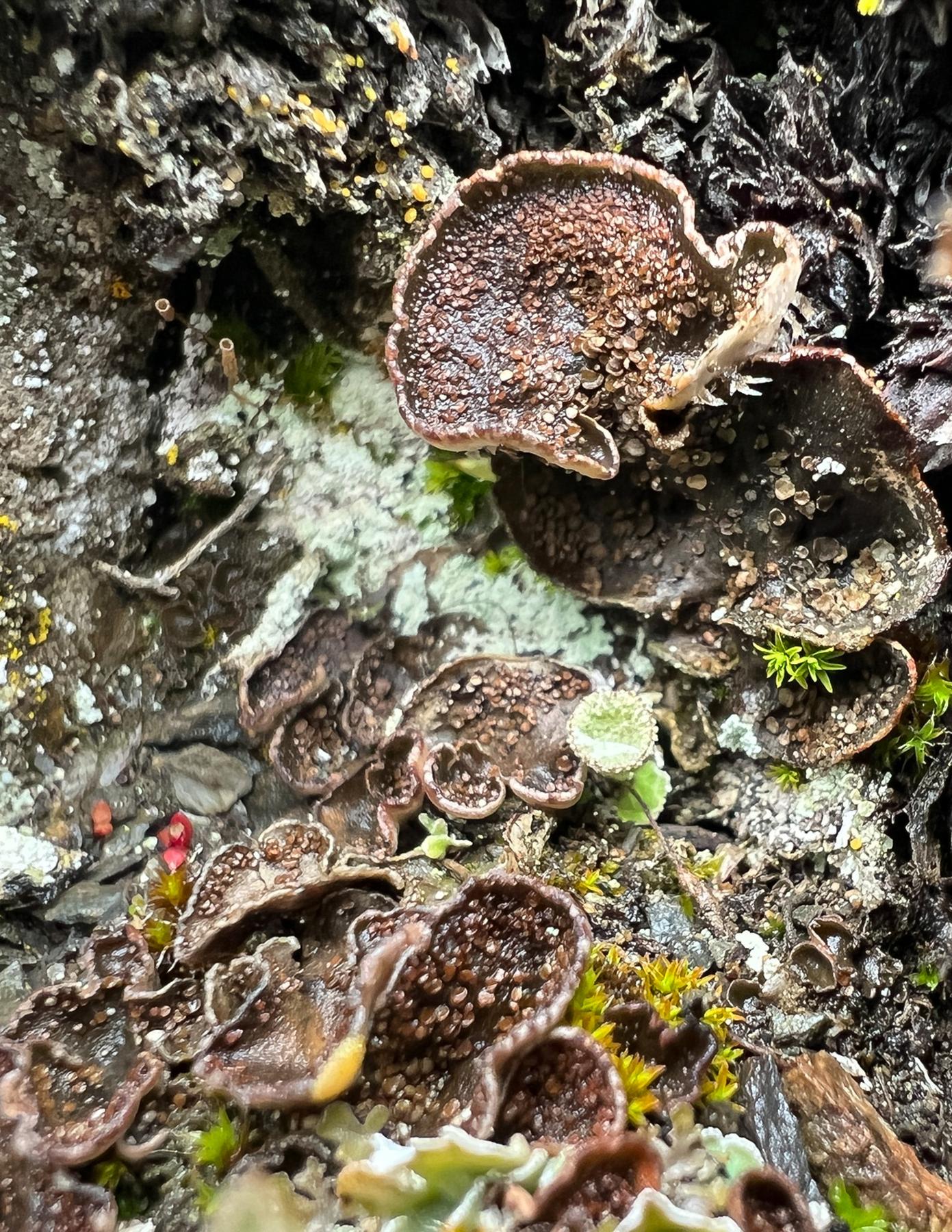 Peltigera lepidophora