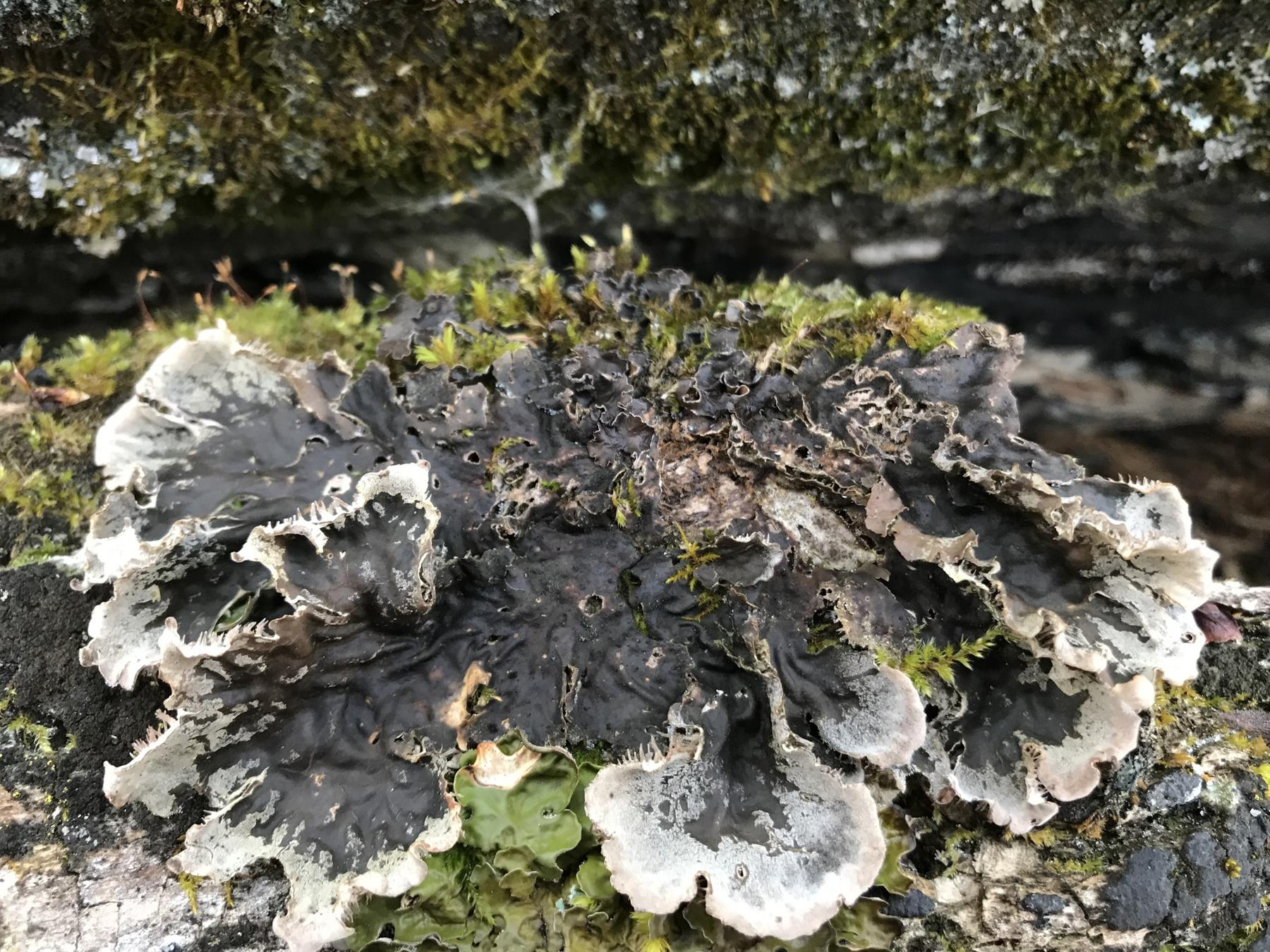 Peltigera praetextata