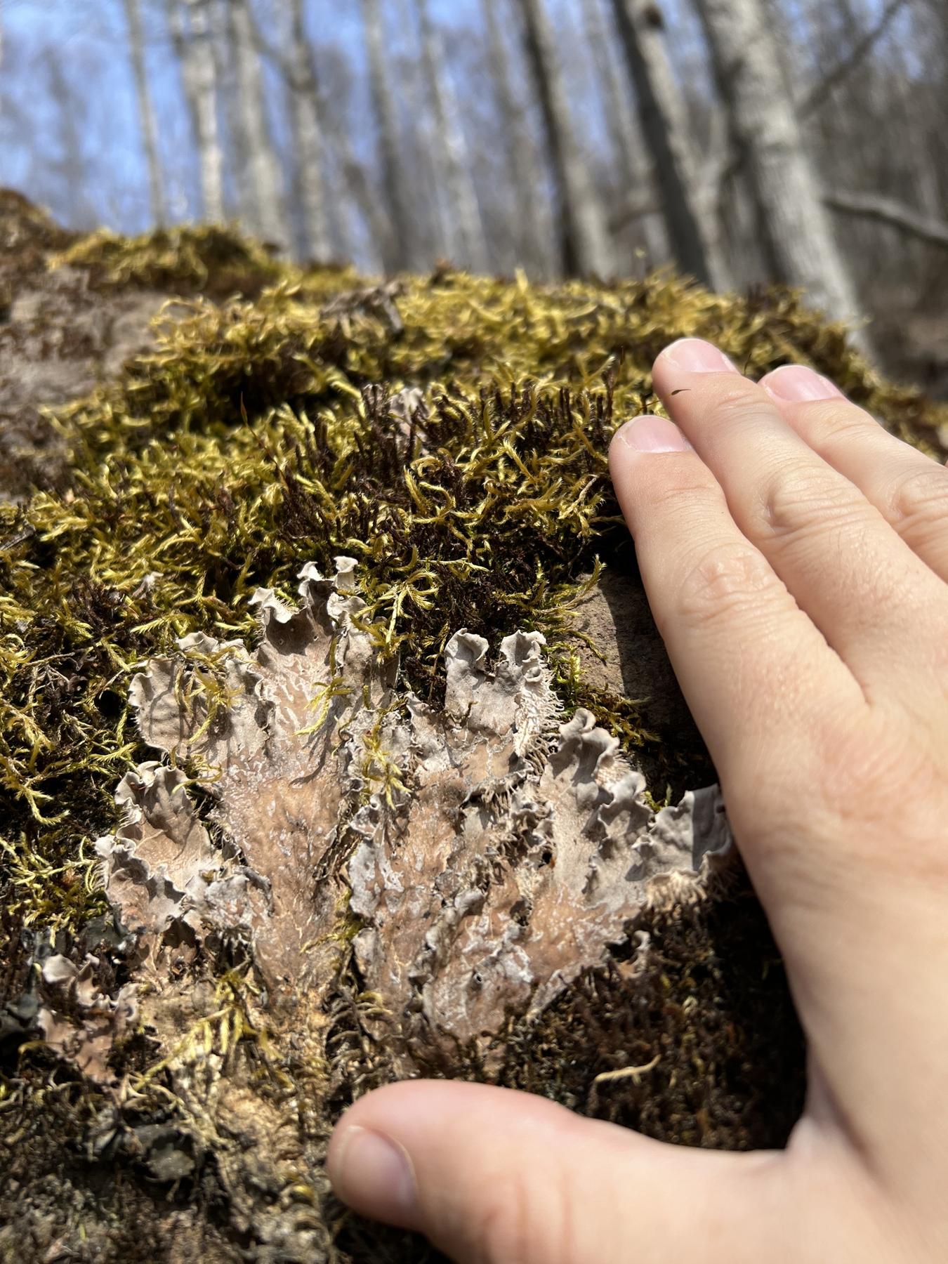 Peltigera retifoveata