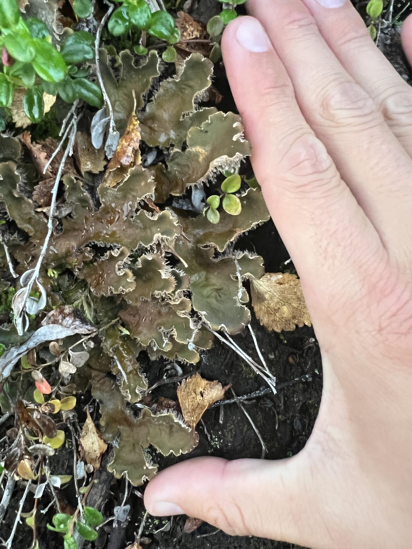 Peltigera retifoveata