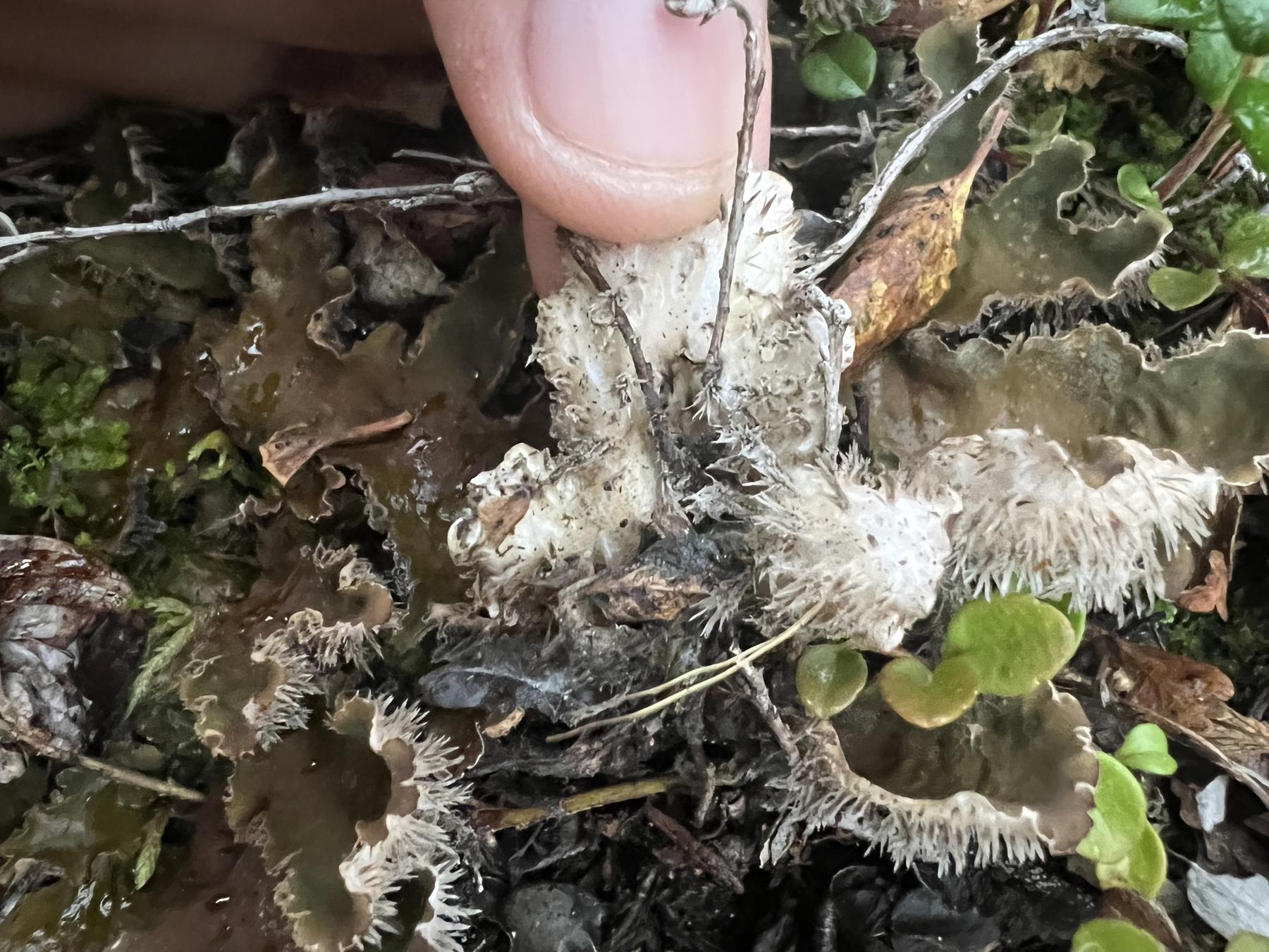 Peltigera retifoveata
