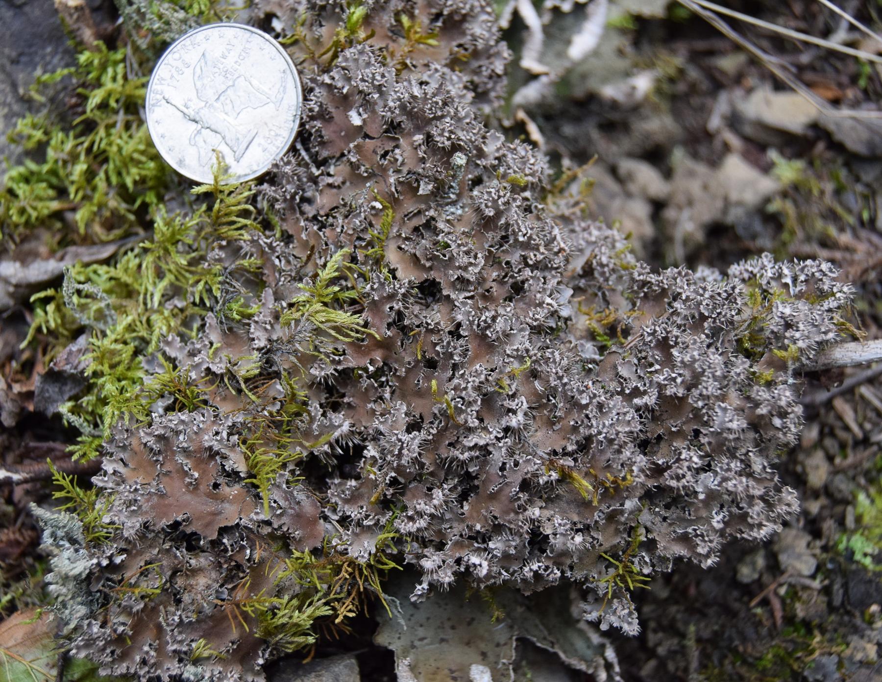 Peltigera rufescens