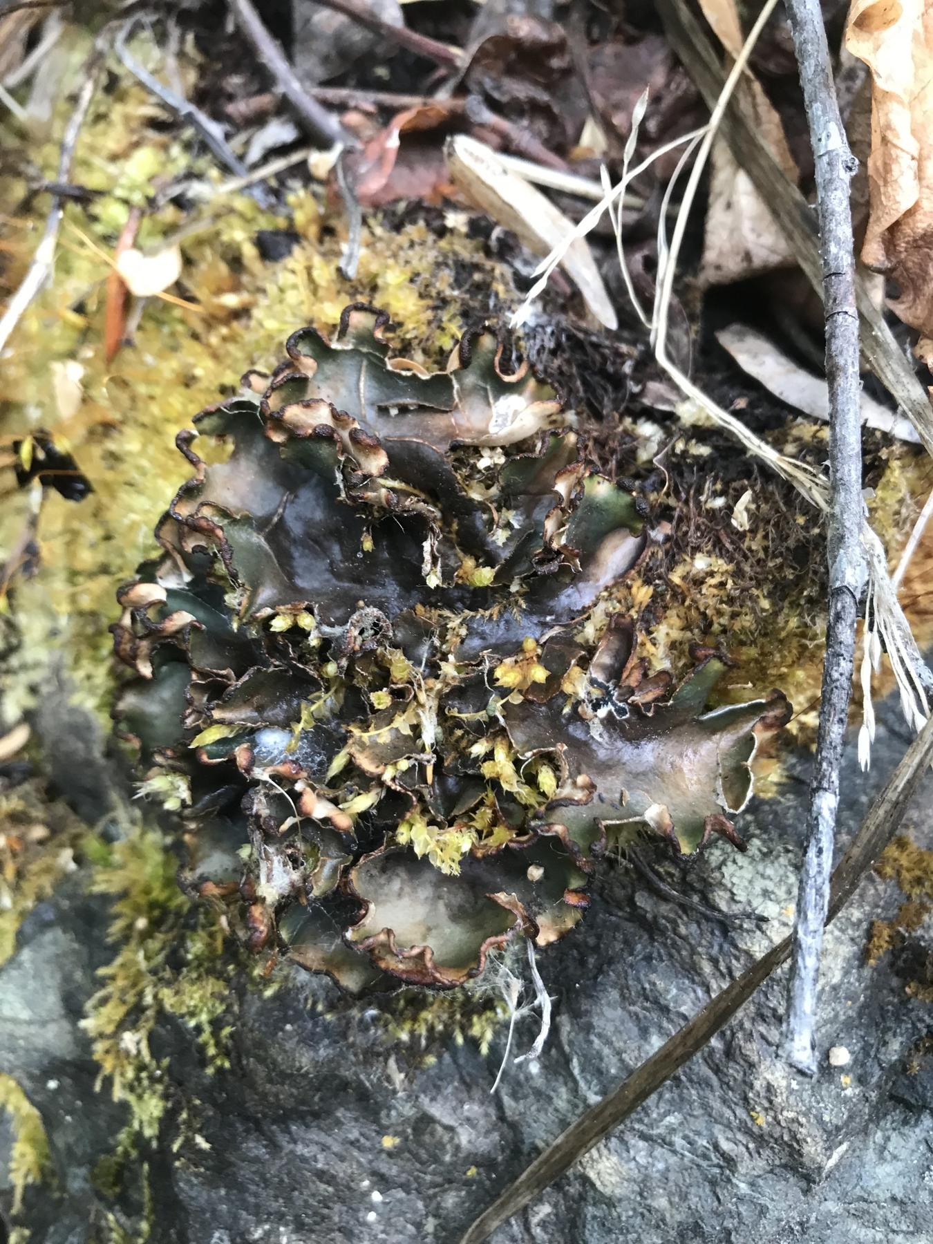Peltigera scabrosa
